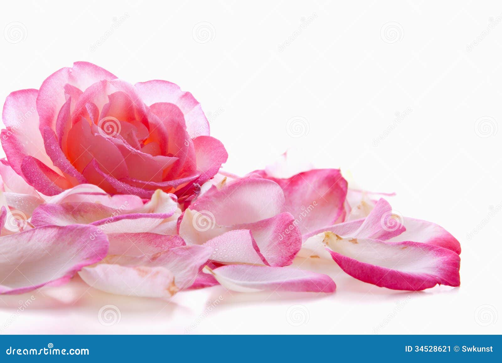 pink rose petals.