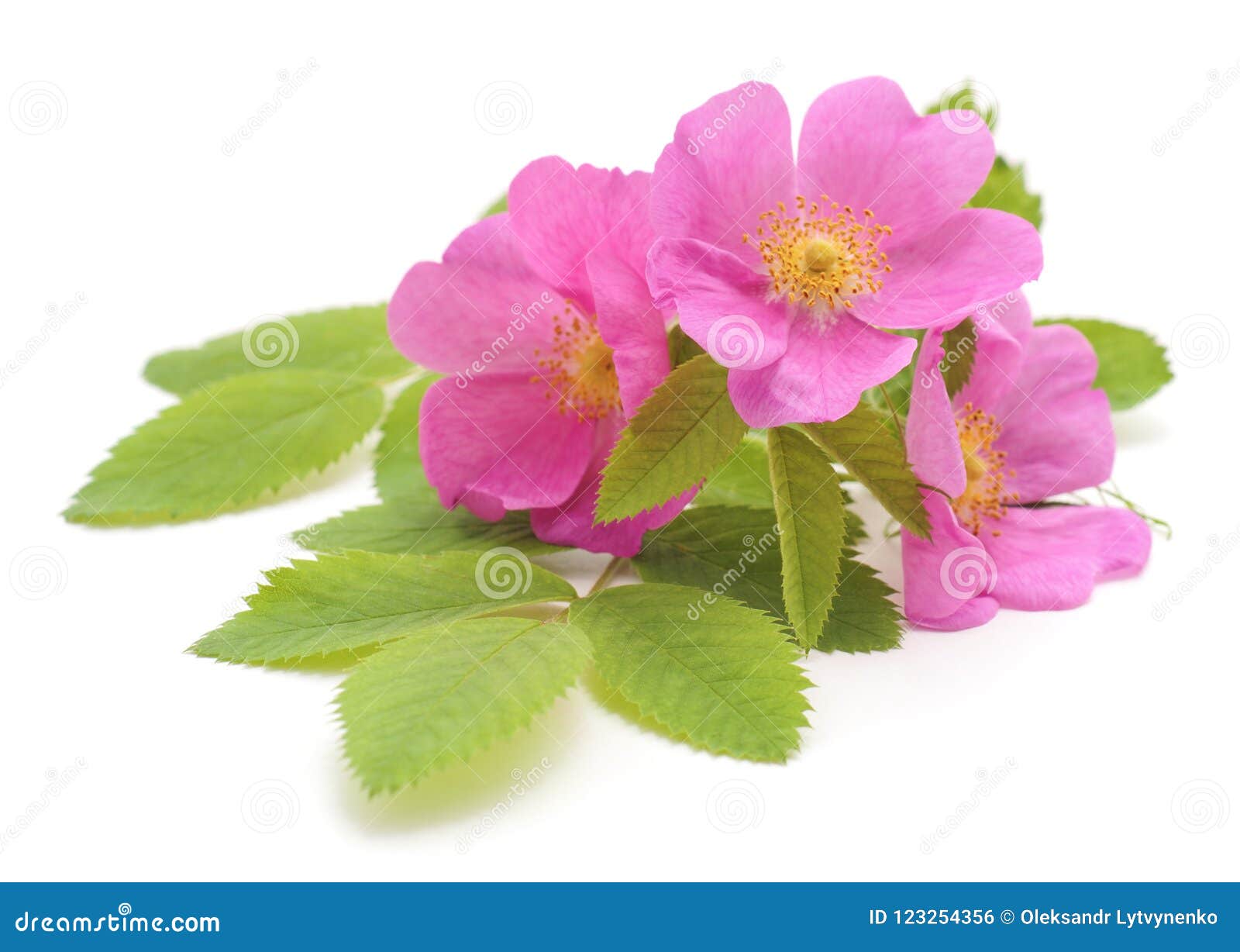 Pink rose with petals. stock photo. Image of brier, floral - 123254356