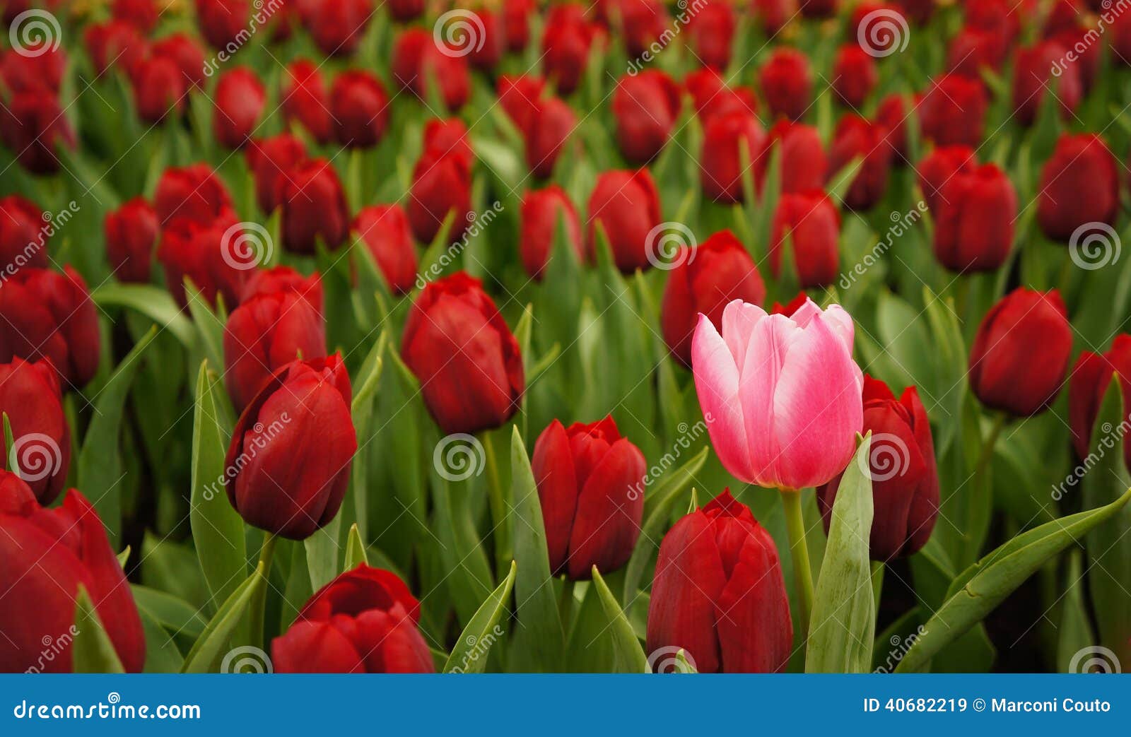Pink Rose between Red Roses Stock Image Image of closeup, garden