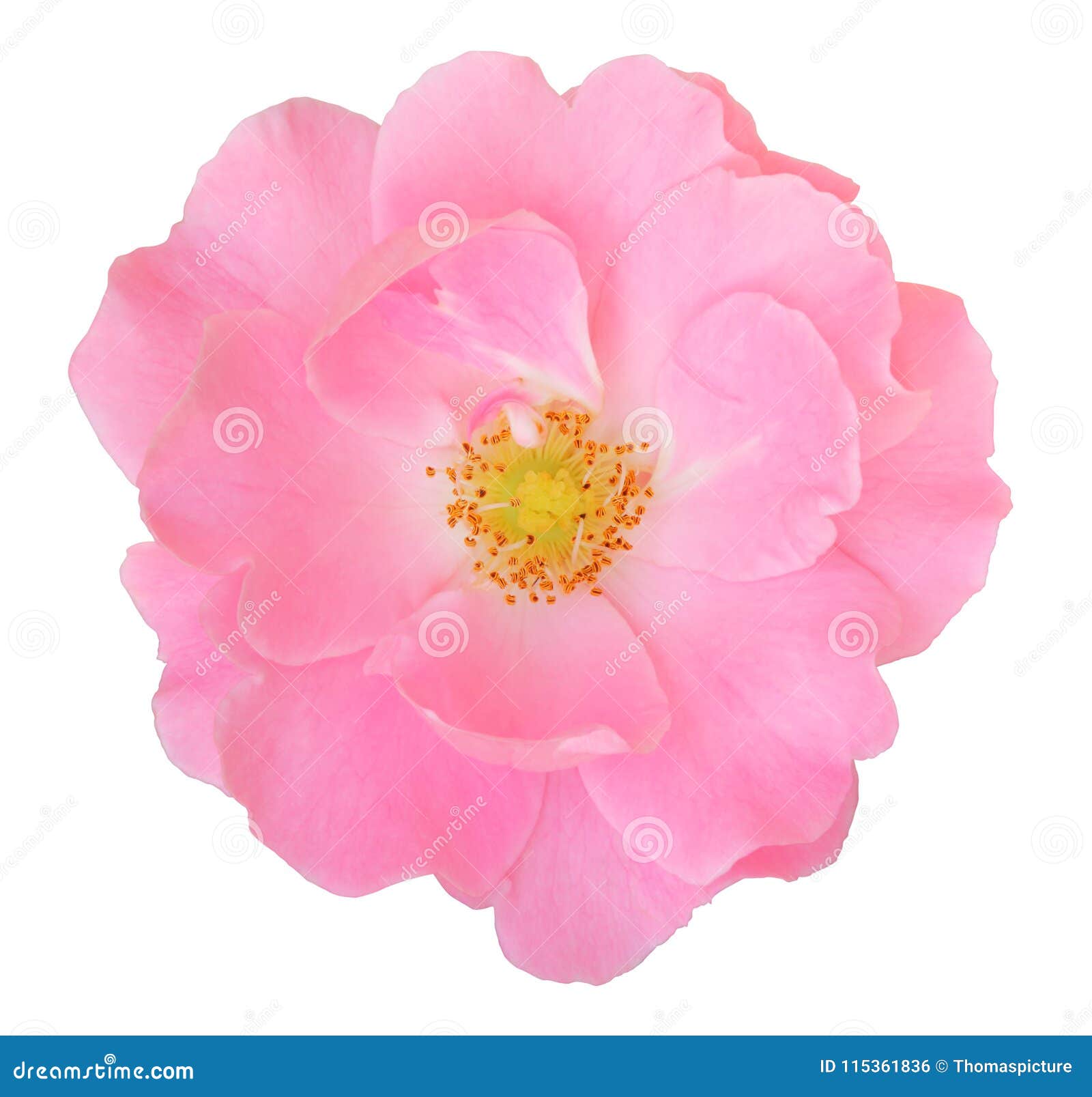 pink rose rosaceae  on white background, including clipping path.