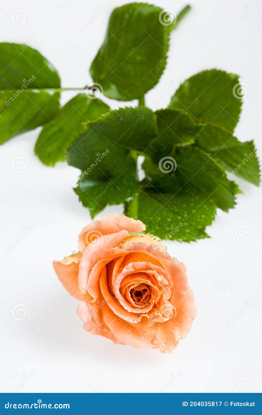 Pink Rose stock image. Image of holiday, beautiful, flower - 204035817