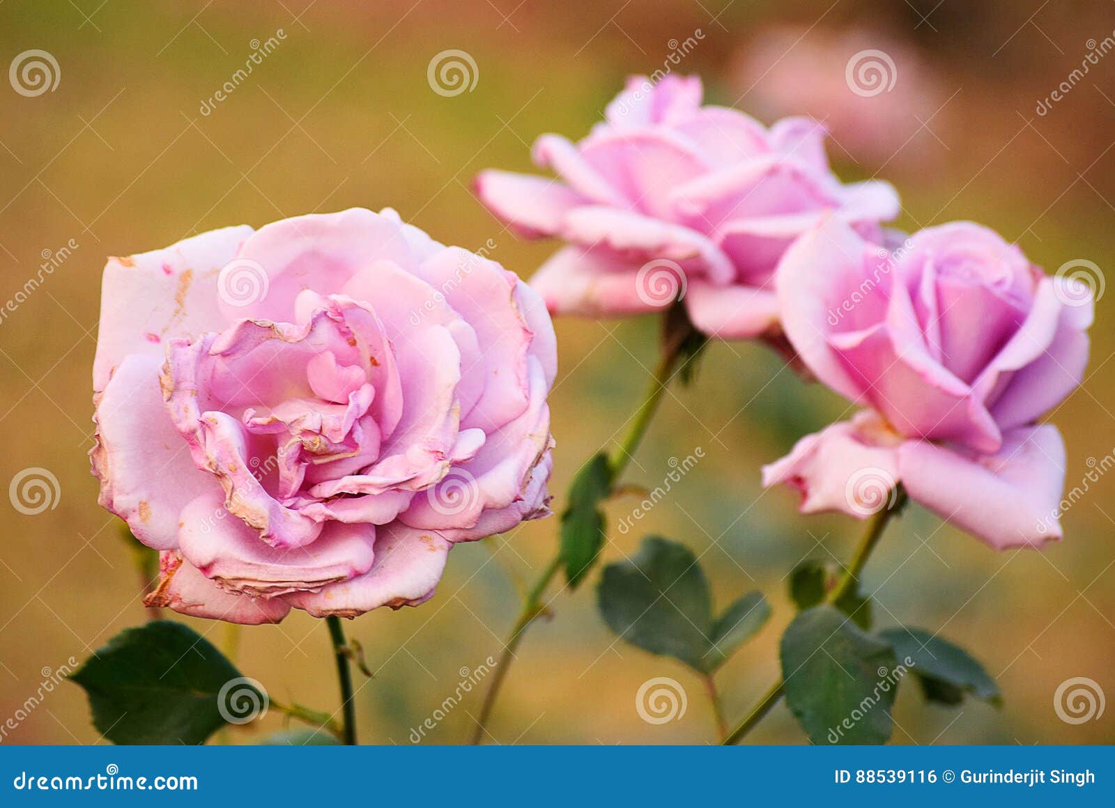 Pink Rose stock photo. Image of sweet, rose, flowers 88539116