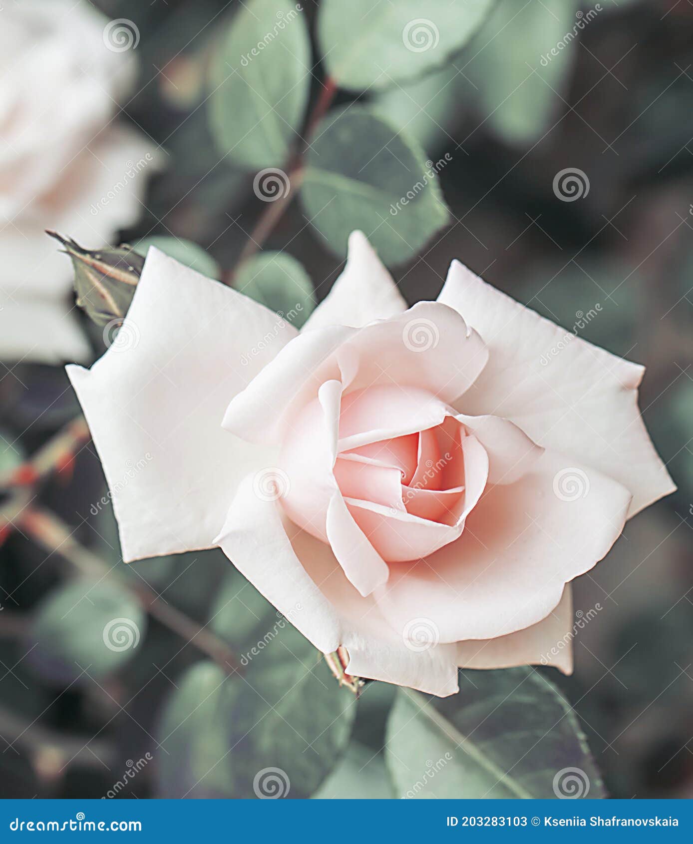 Pink Rose, Vintage Background Stock Image Image of love, outdoor