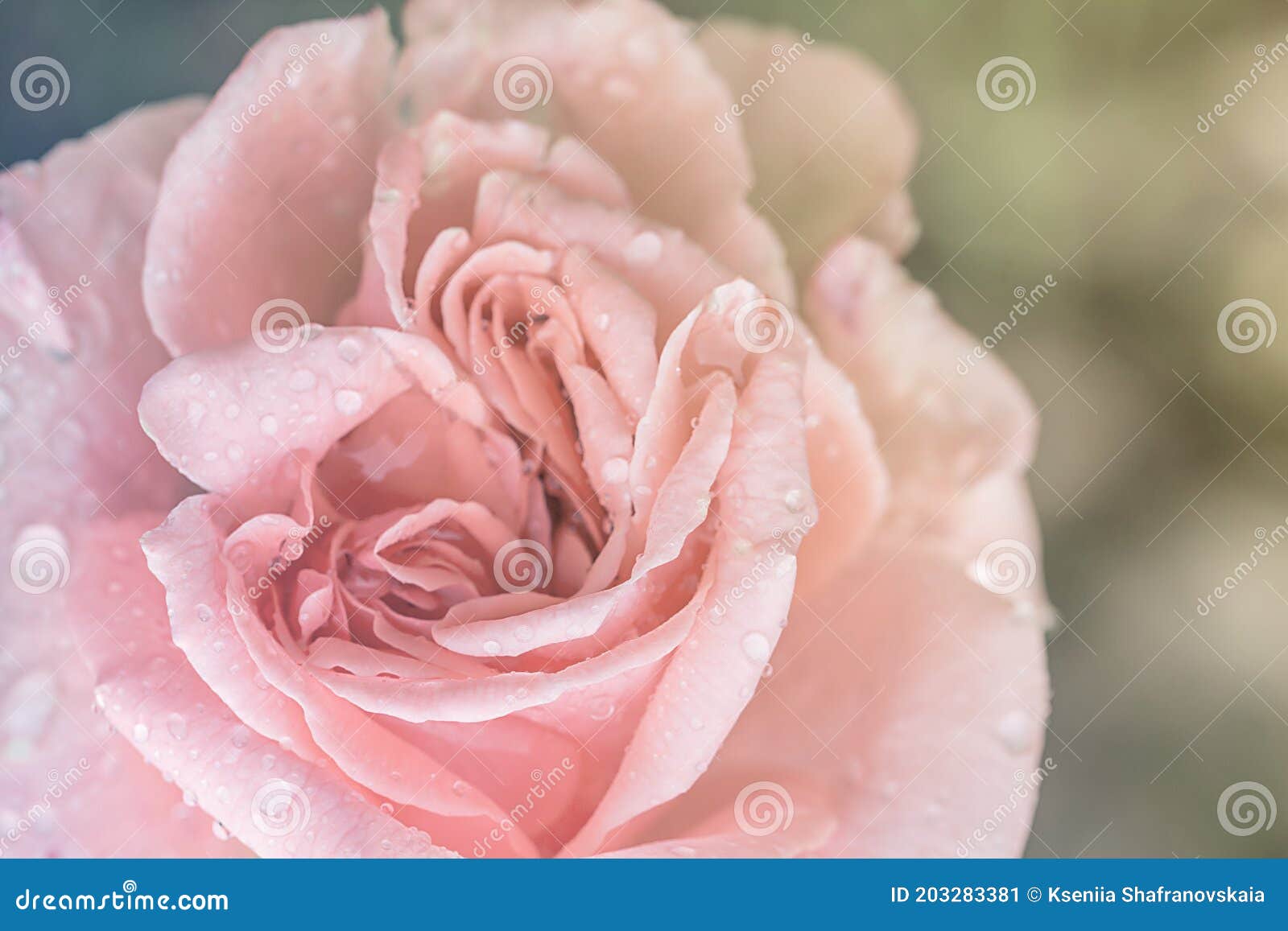 Pink Rose, Vintage Background Stock Image Image of flower, spring