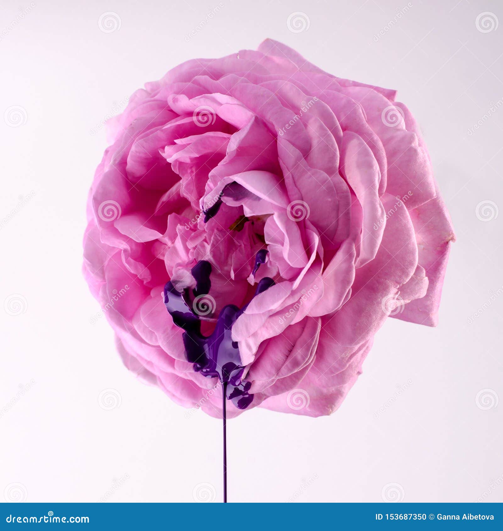 pink rose and violet paint. women`s health concept. flower as vagina 