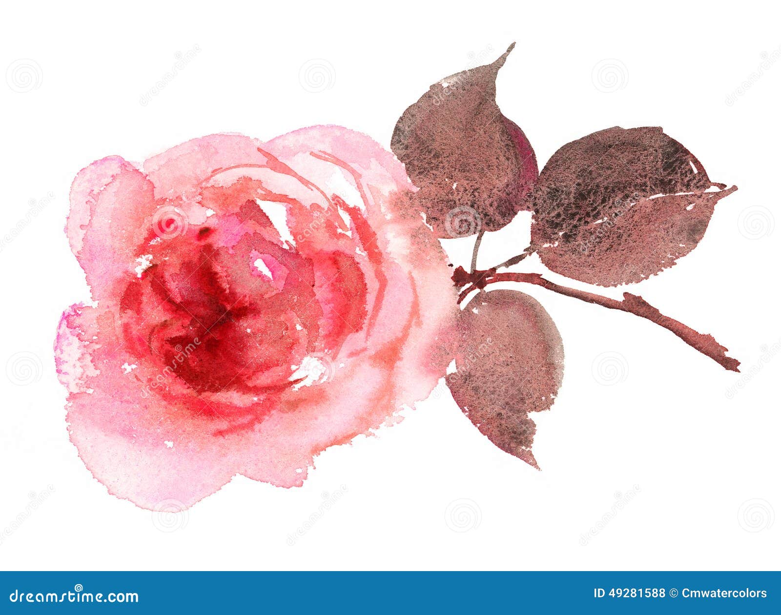 Pink Rose Watercolor Hand Drawn Stock Illustration - Illustration of ...