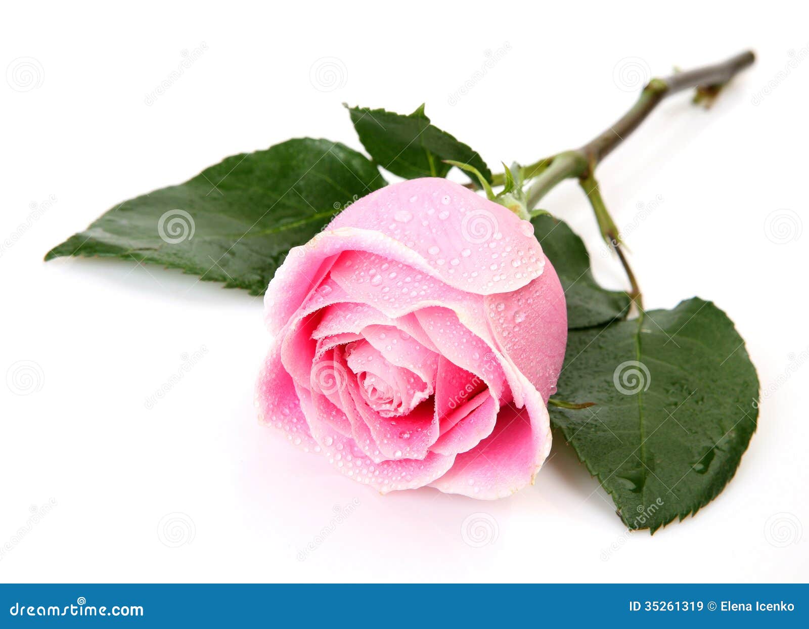 Pink rose stock image. Image of florists, white, happiness 35261319