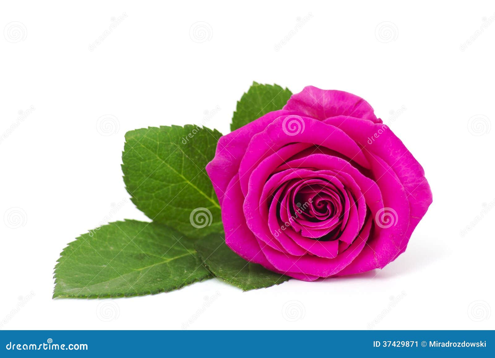 Pink rose stock image. Image of birthday, petal, blooming - 37429871