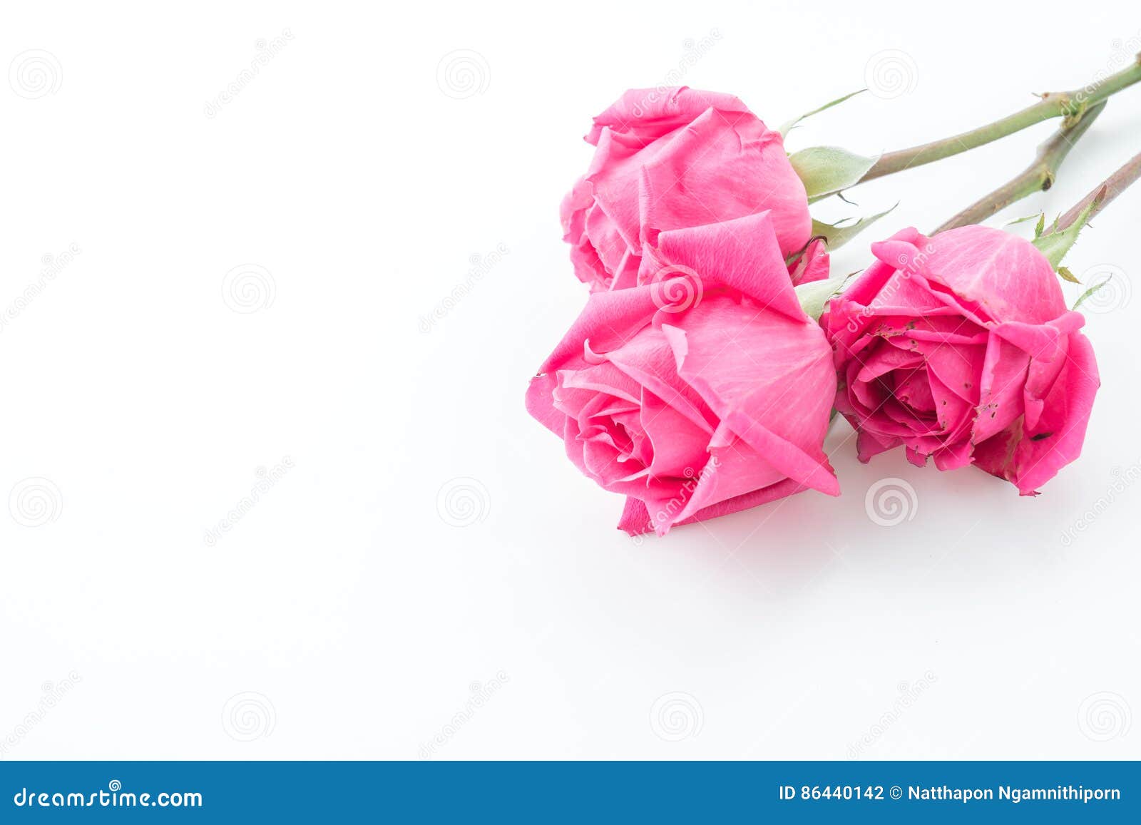 Pink rose stock photo. Image of background, isolated 86440142