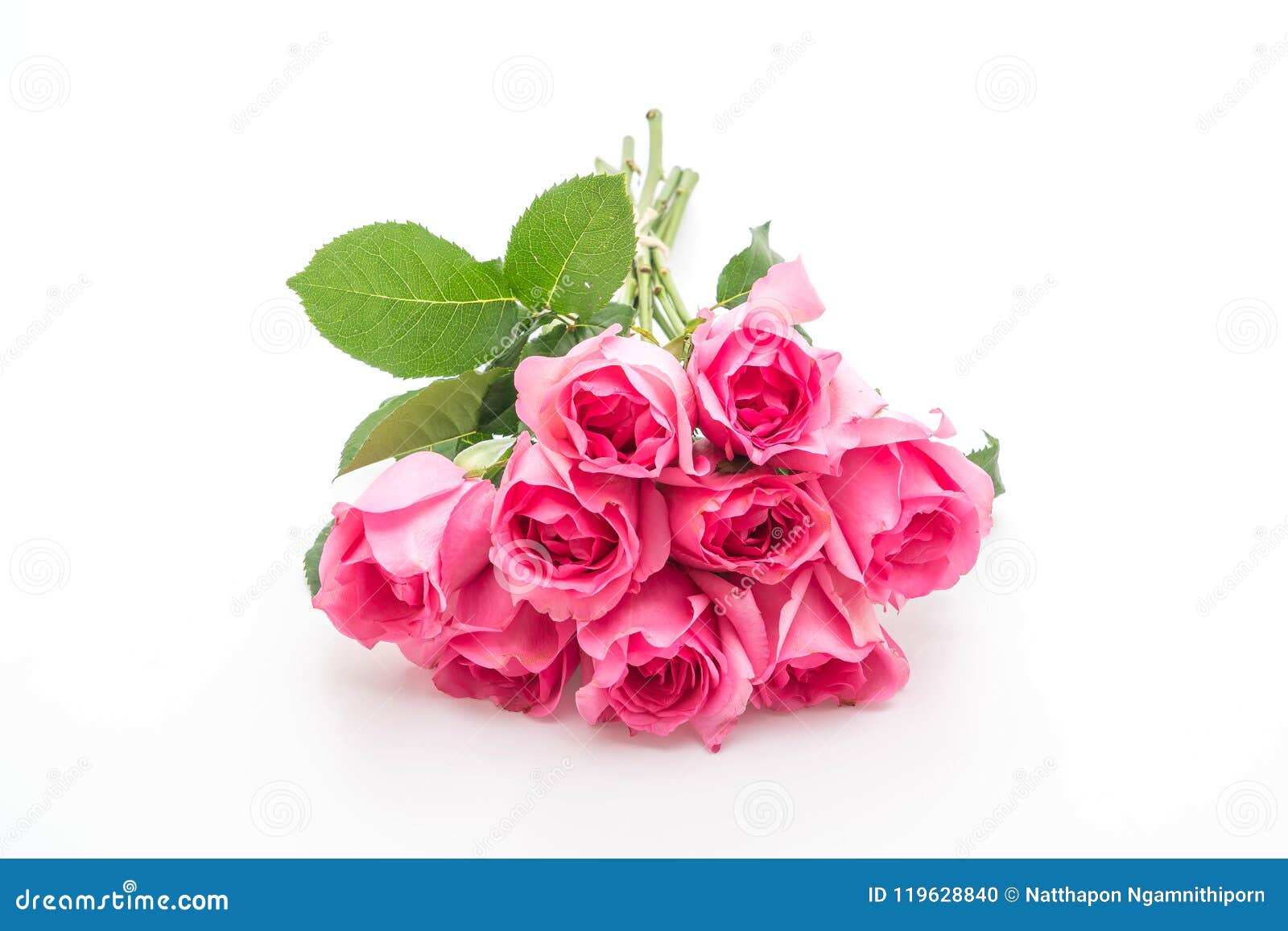 Pink Rose on White Background Stock Photo Image of beautiful, color