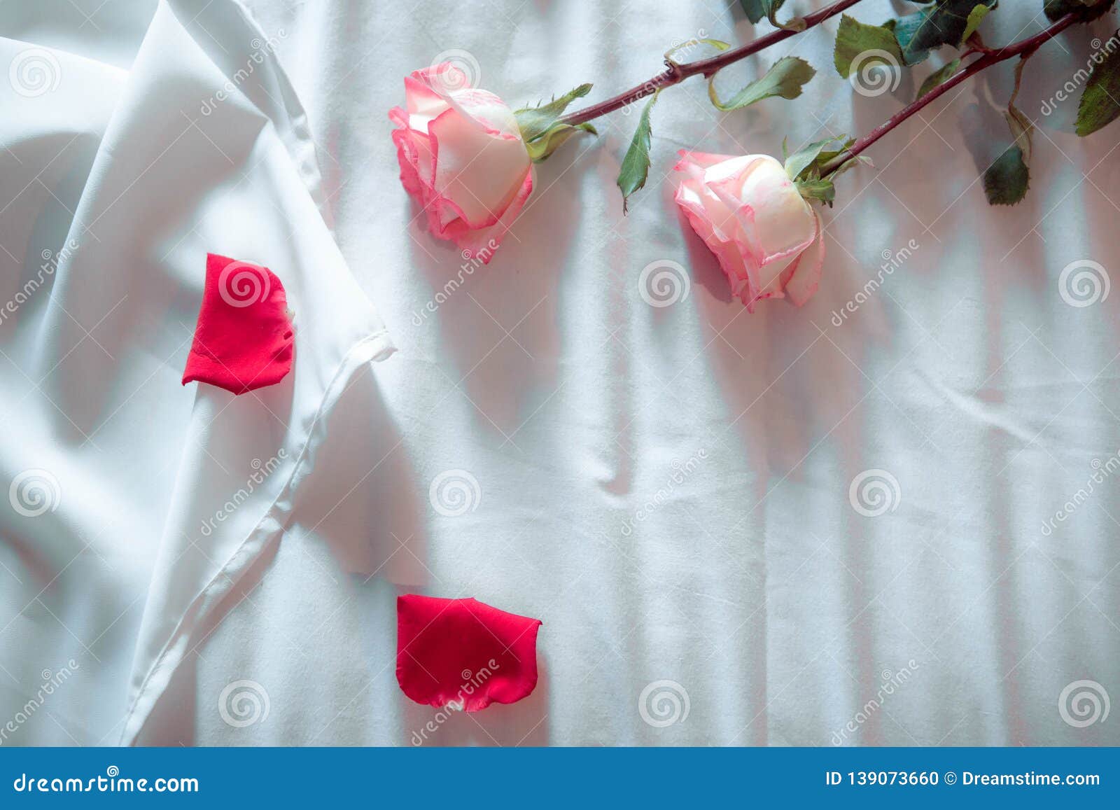 Pink rose on white Bed stock photo. Image of married - 139073660