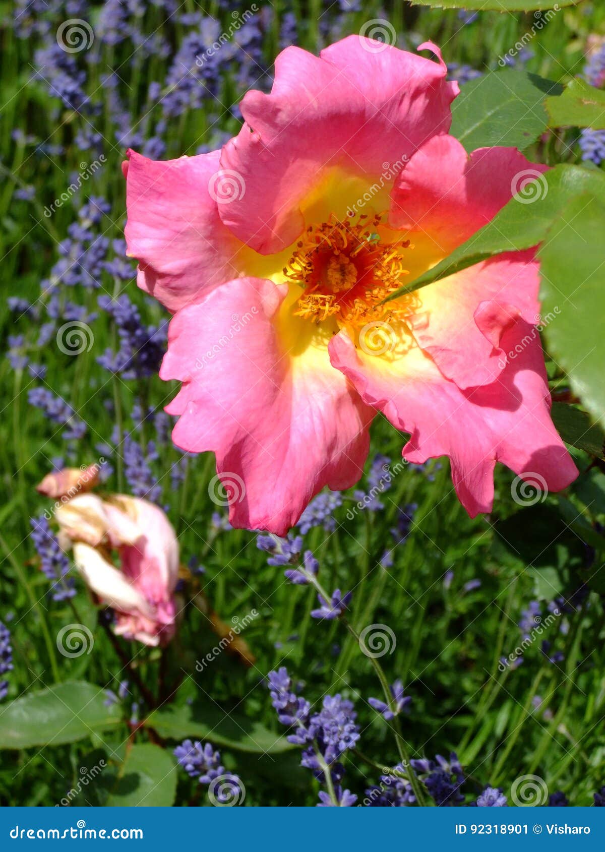 Pink Rose with Yellow Centre Stock Image Image of britain, plant 92318901