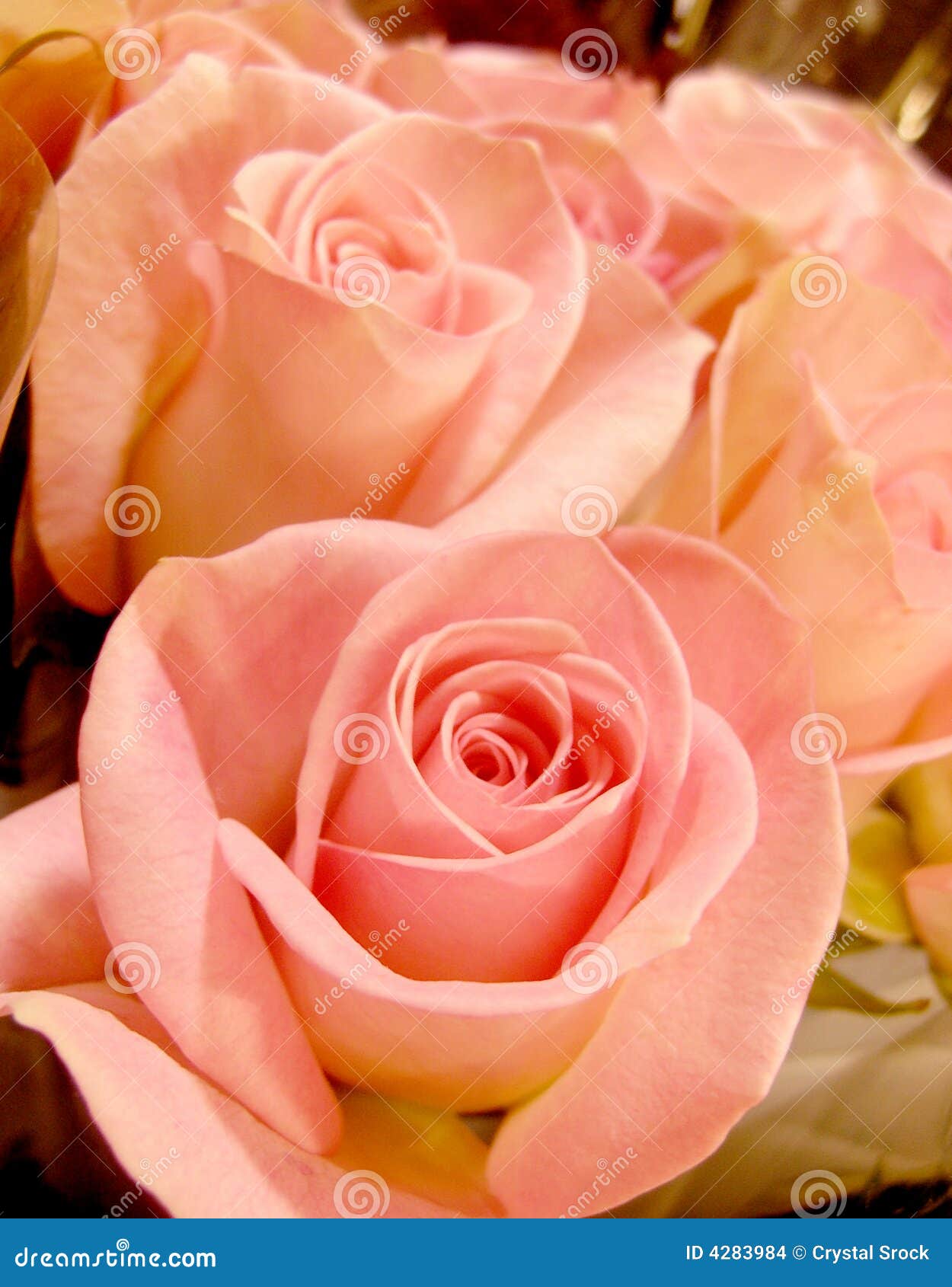 Pink Roses stock photo. Image of roses, gift, cute, anniversary 4283984