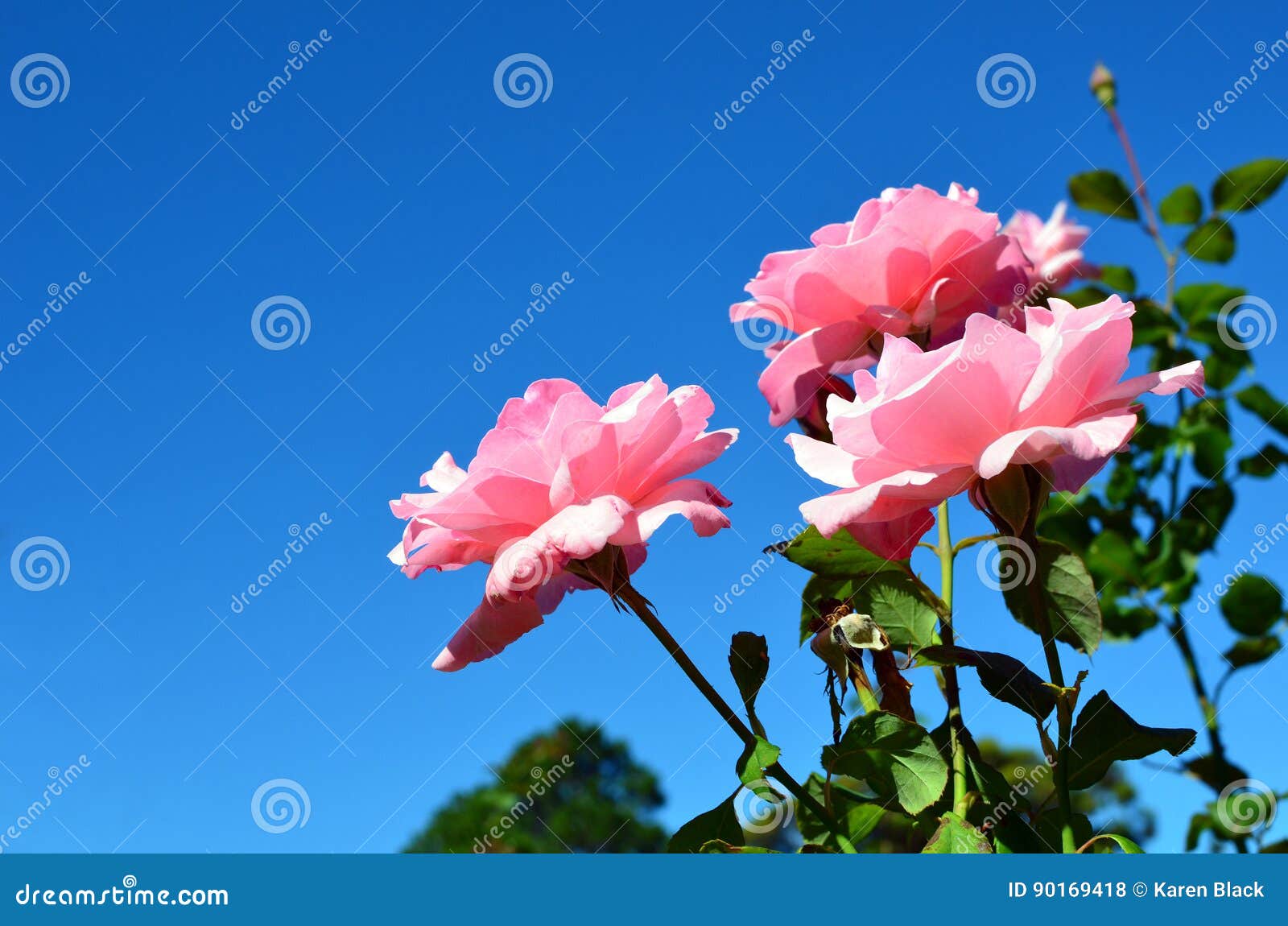 Pink Roses Against Blue Sky Stock Photo - Image of beautiful ...