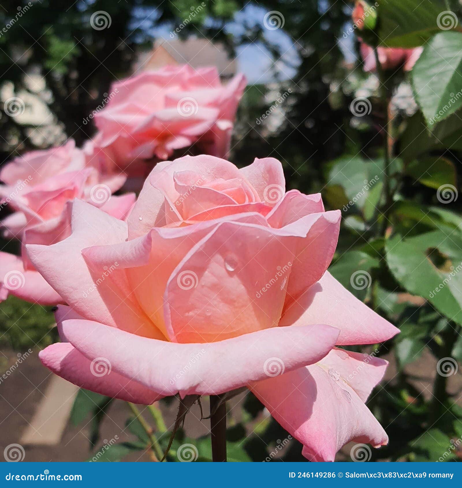 Pink roses, April 2021 stock photo. Image of april, roses 246149286