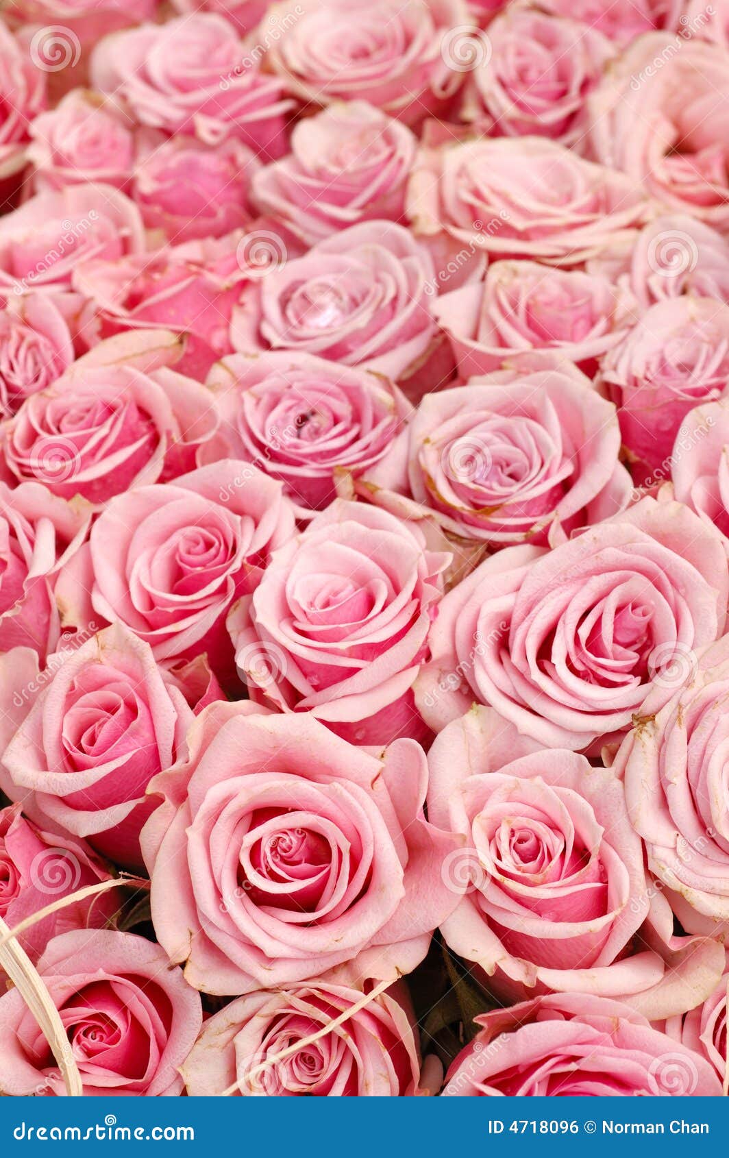 Pink roses background stock photo. Image of floral, bloom 4718096