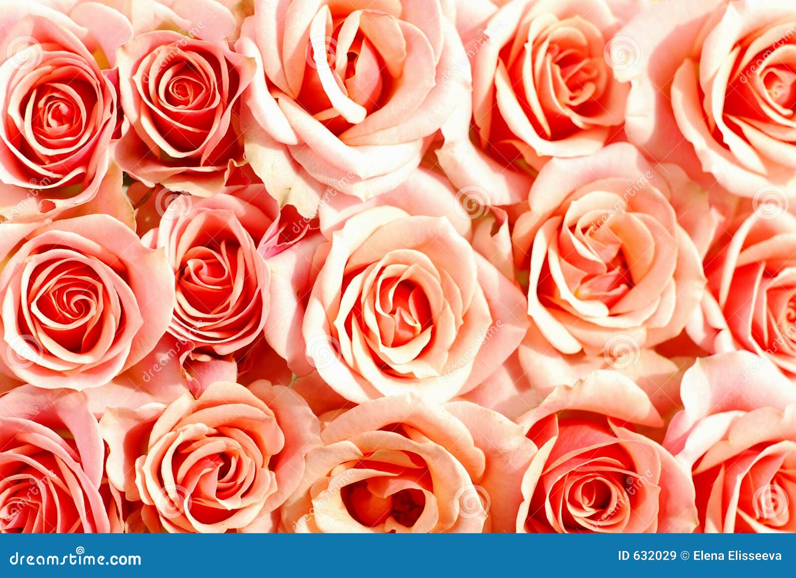 Pink Roses Background Stock Image Image Of Pink Pattern 632029