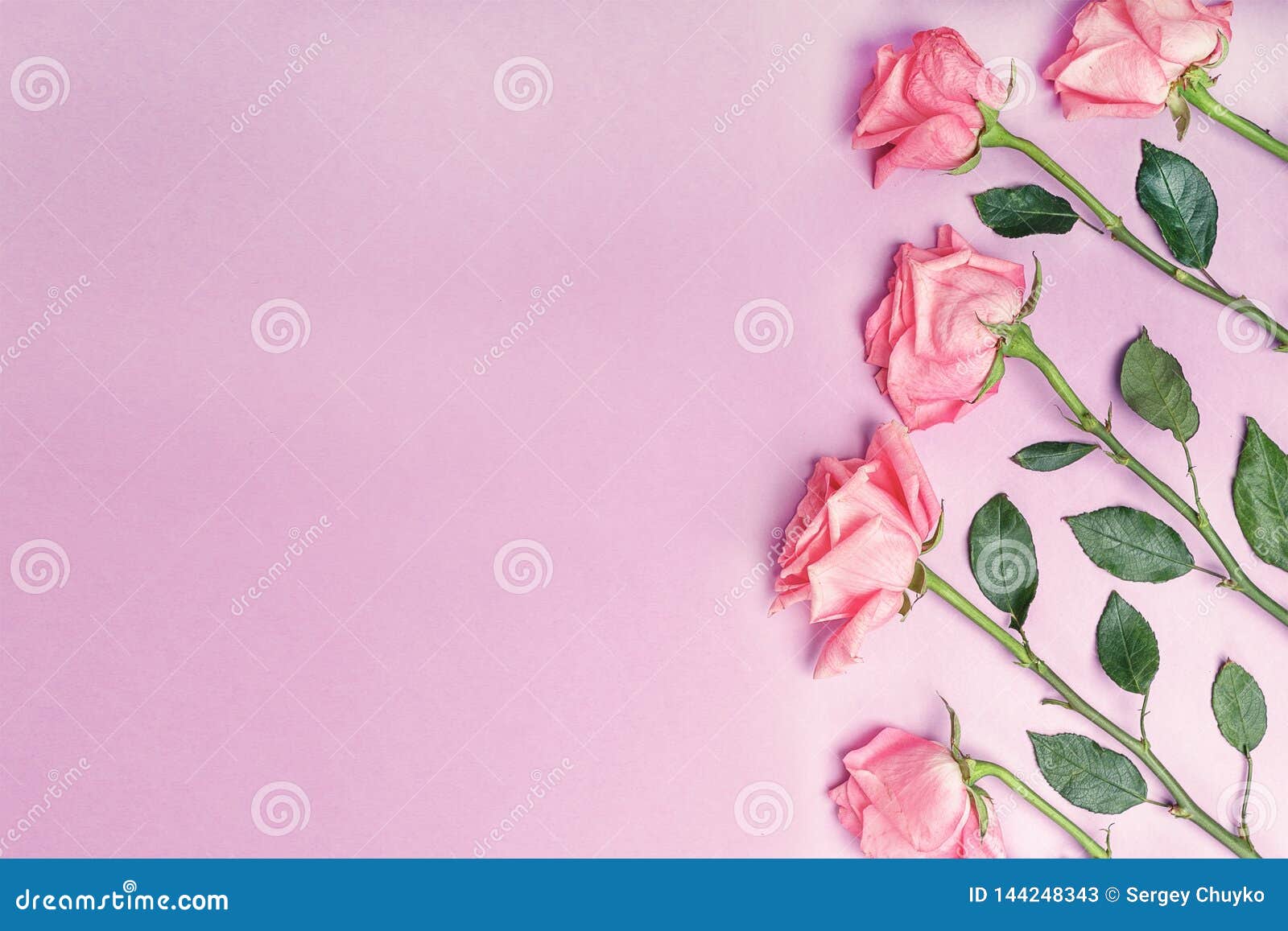 Pink Roses on Pink Background with Copy Space. Greeting Card for ...