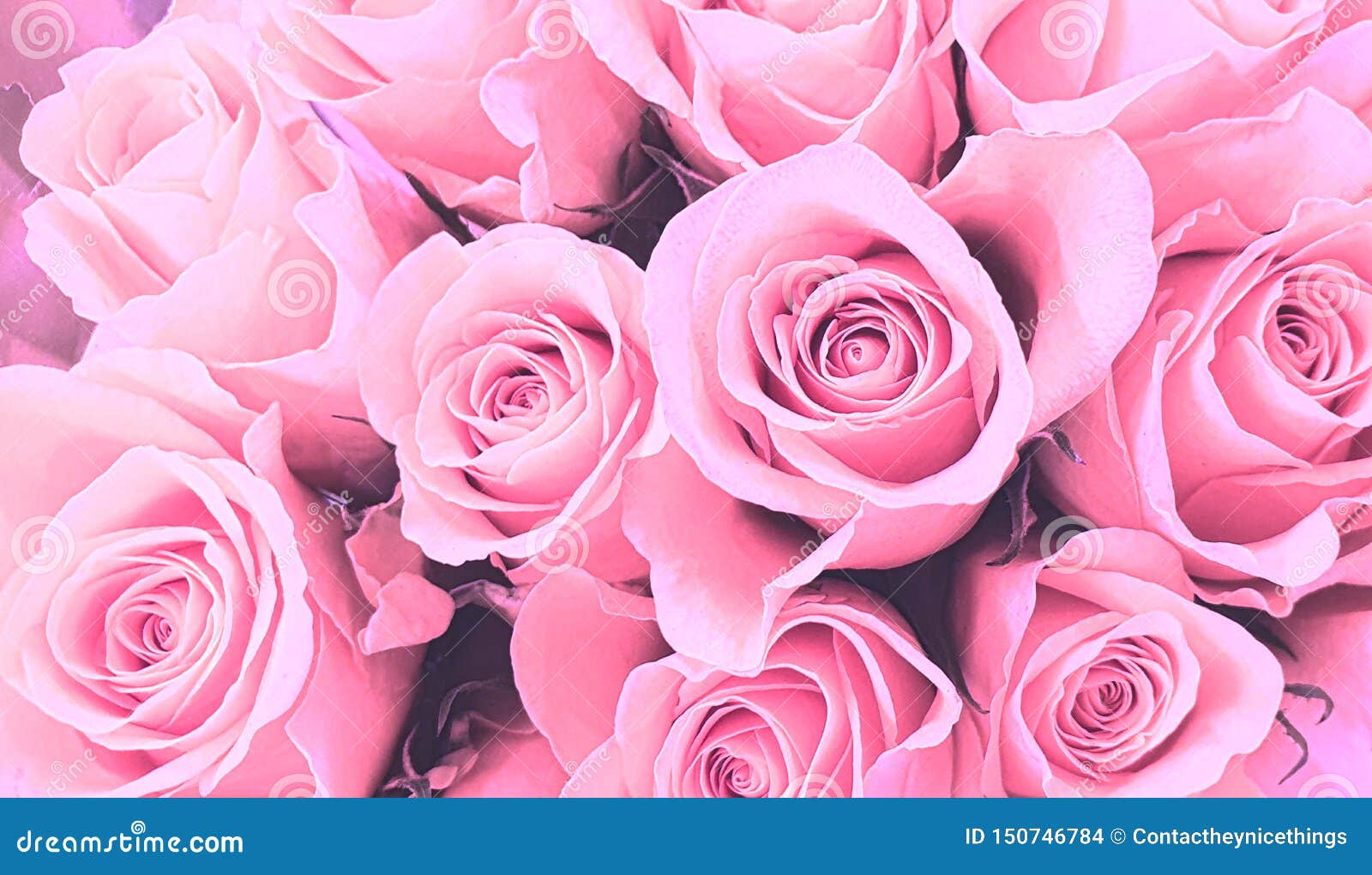 Pink Roses Background Wallpaper Stock Photo - Image of closeup, backgrounds:  150746784