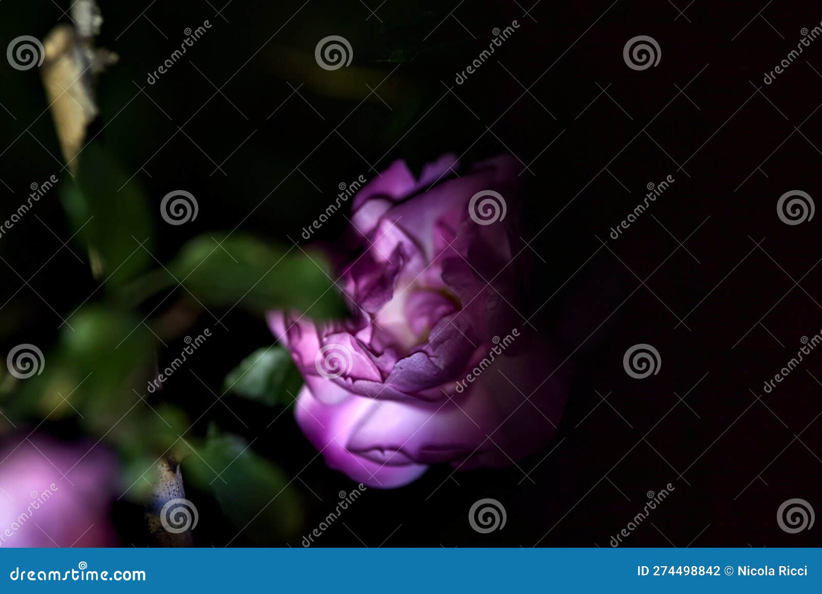 Pink Roses in Bloom Seen Up Close Under a Direct Light Stock Photo