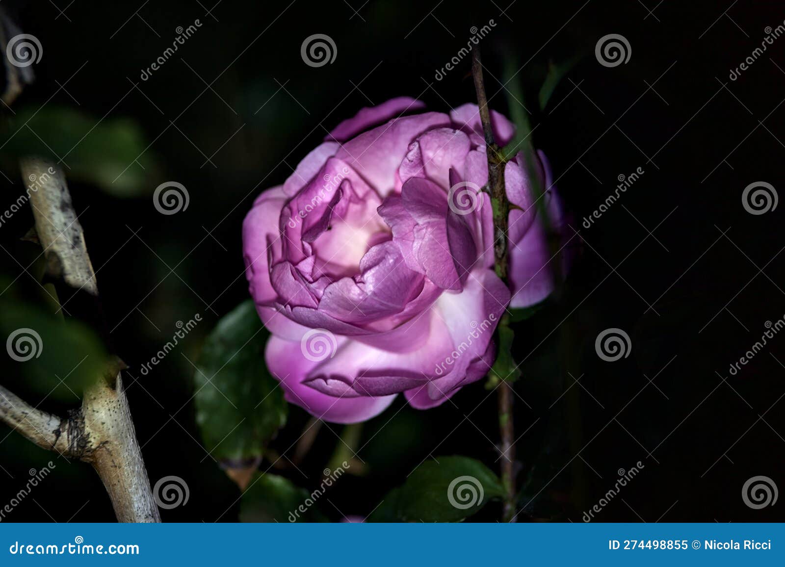 Pink Roses in Bloom Seen Up Close Under a Direct Light Stock Image