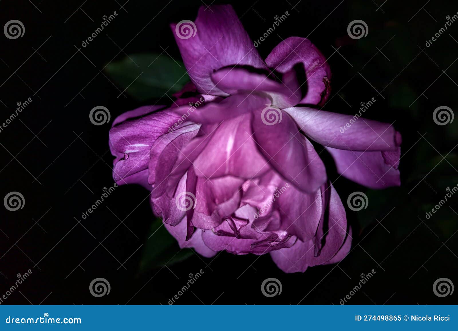 Pink Roses in Bloom Seen Up Close Under a Direct Light Stock Image