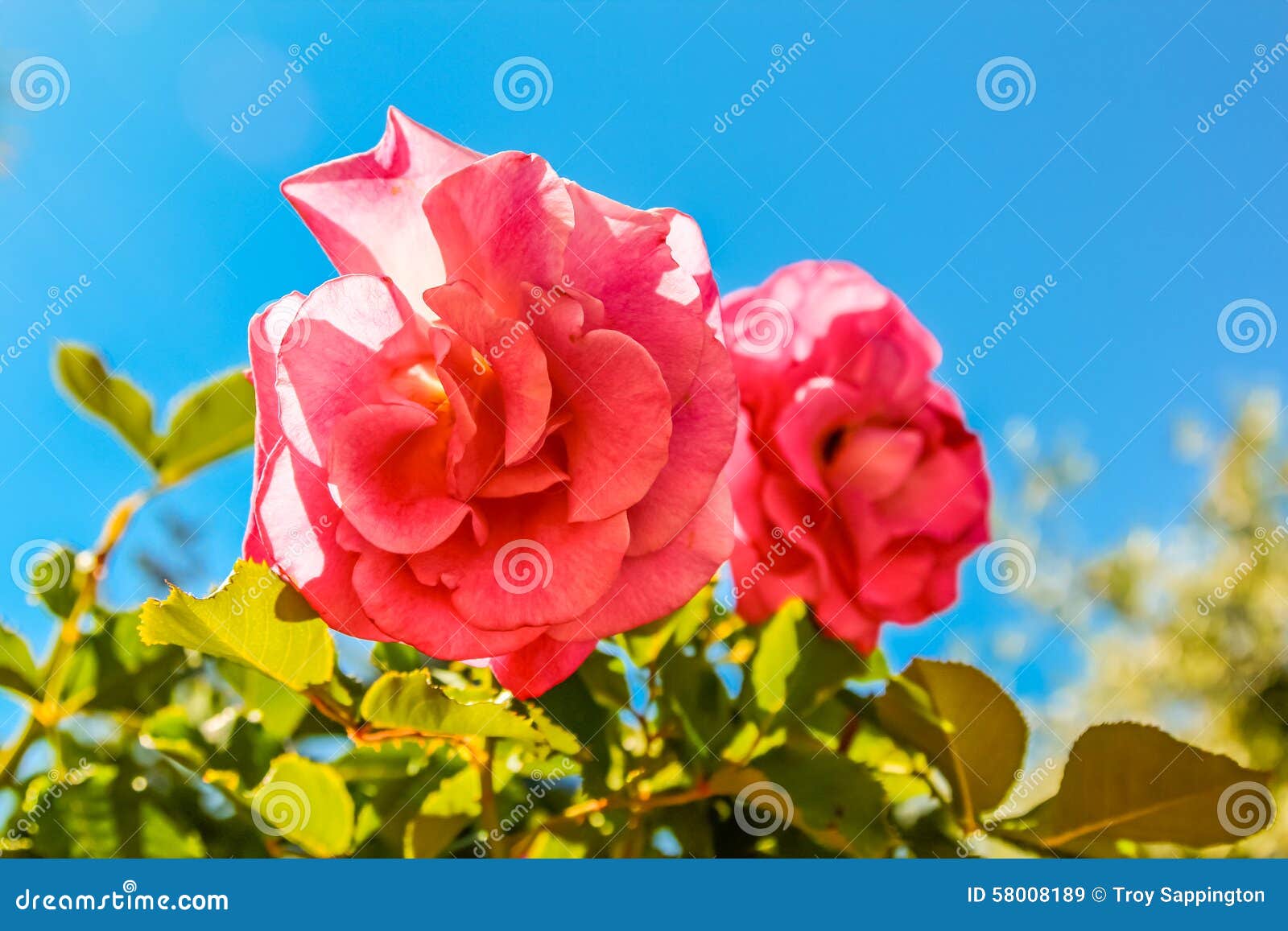 Pink Roses Blooming in the Sun. Stock Image Image of green, closeup