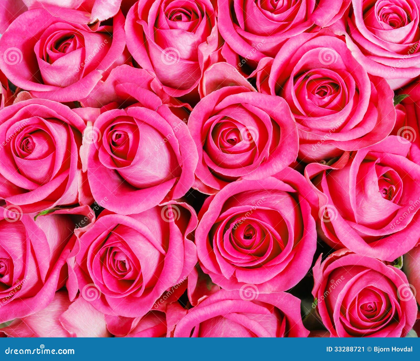 Interessant commentator Bandiet Pink roses stock image. Image of detail, details, beauty - 33288721