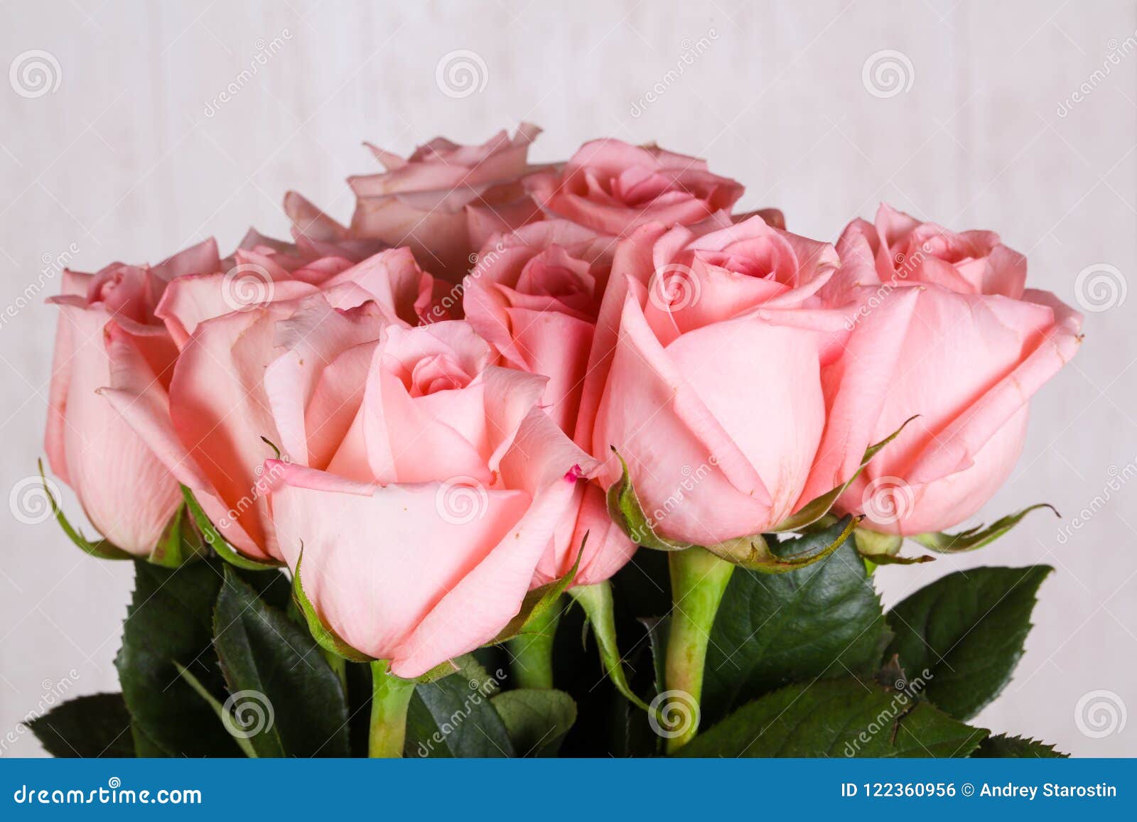 Pink roses bouquet stock photo. Image of pink, gift - 122360956