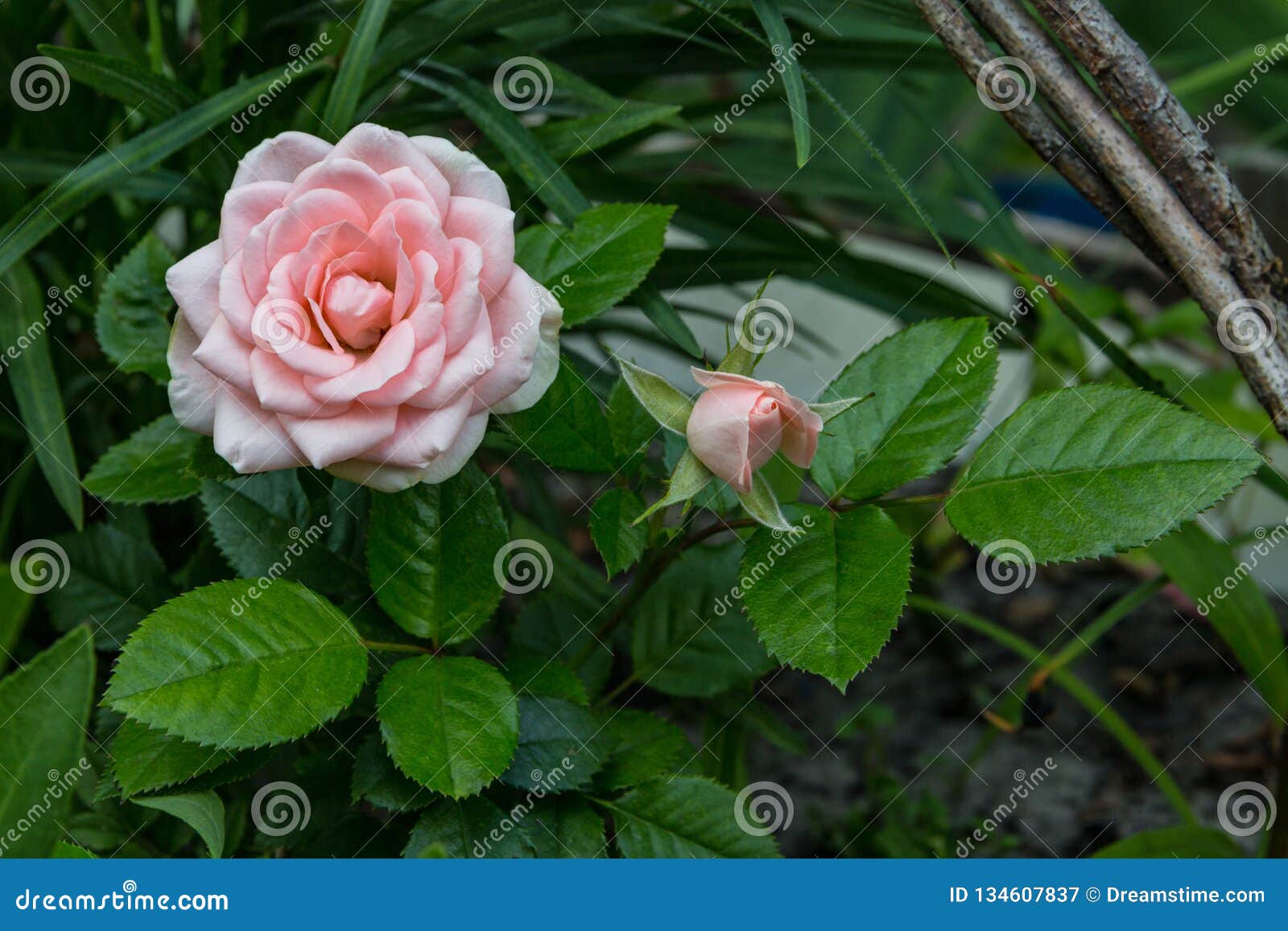 Pink Roses. Bouquet of Roses Stock Image Image of blurred, flower