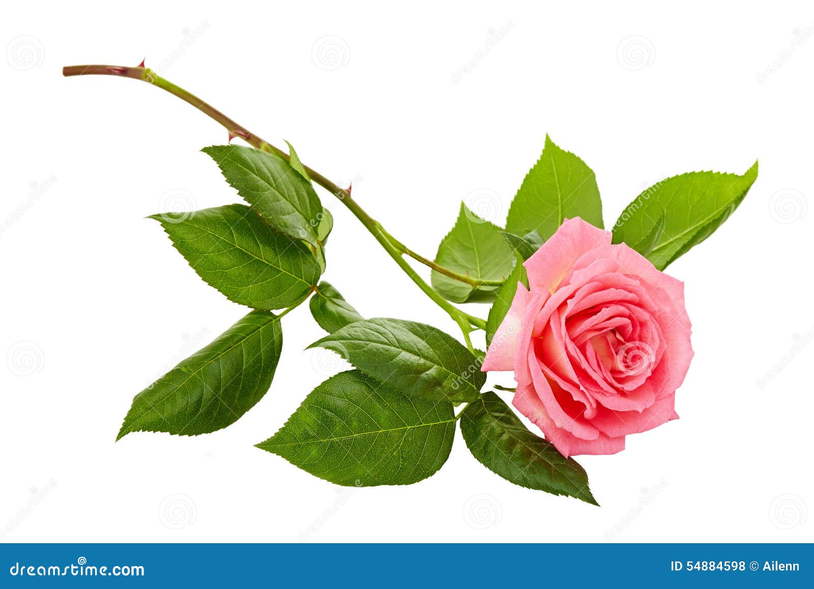 Pink Roses Bouquet on a White Background Stock Photo Image of