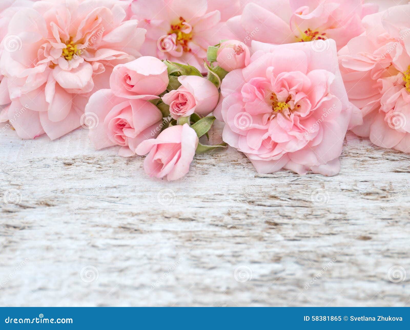 Pink Roses and Buds Bouquet on the Rustic White Painted Backgrou Stock