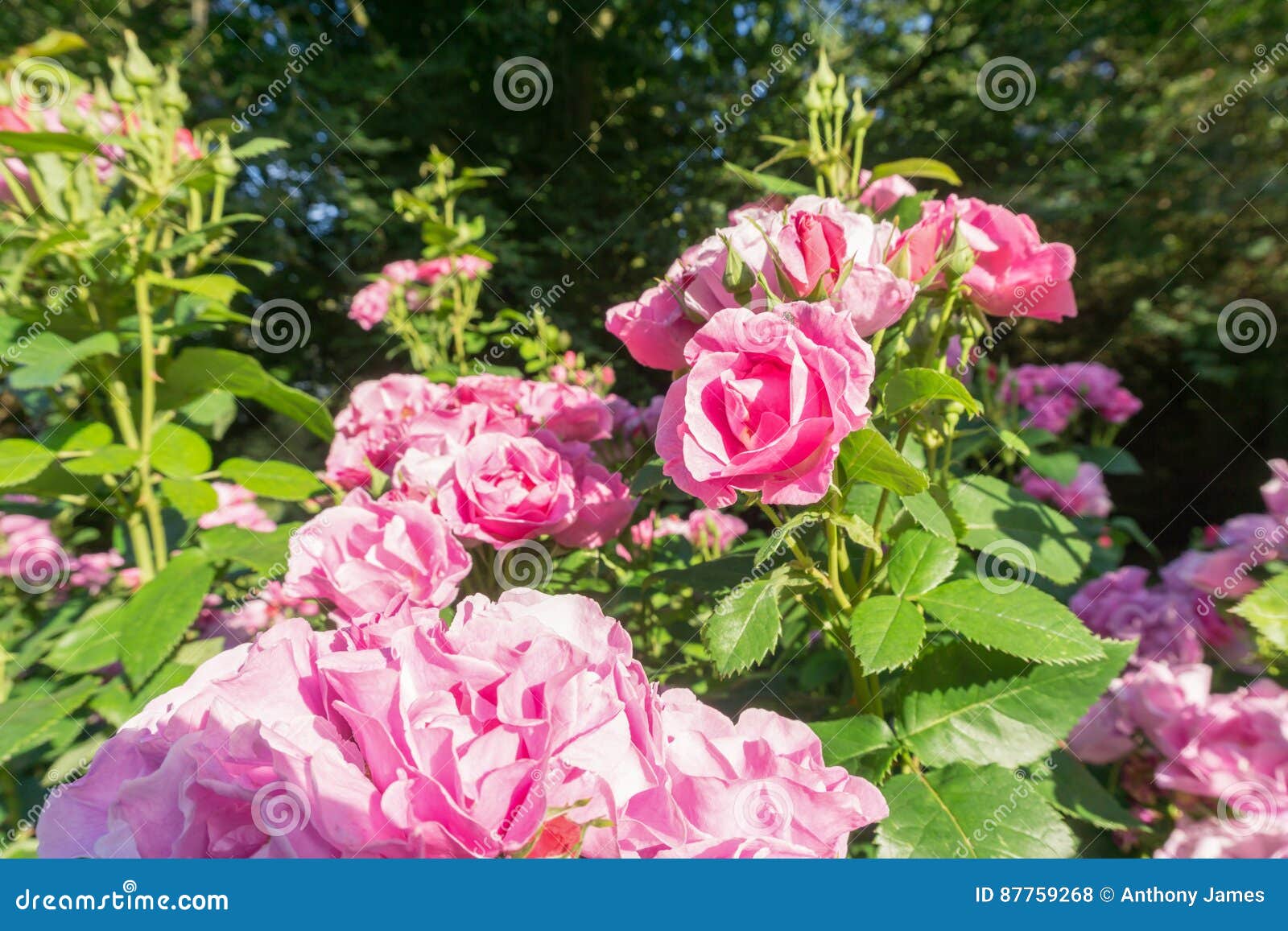 Pink Roses on a bush stock photo. Image of bushes, green 87759268