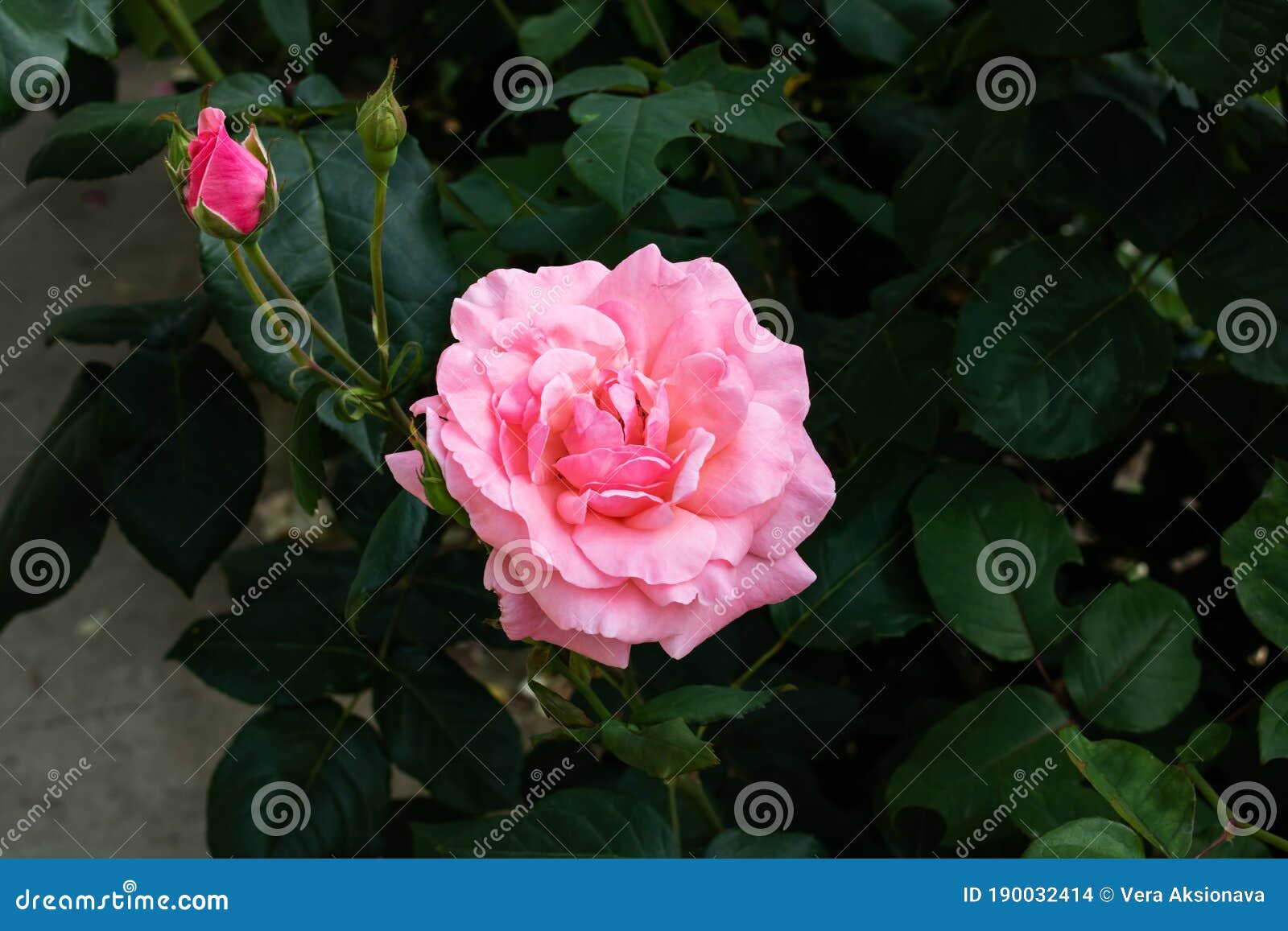 Pink Roses on Bush with Green Leaves Stock Photo - Image of flower ...