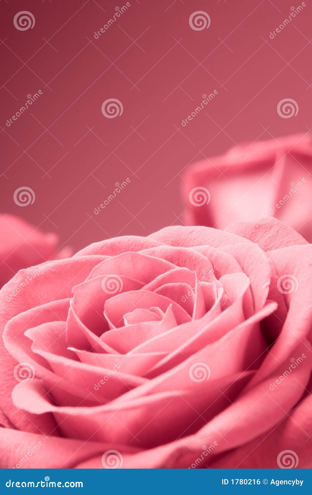 Pink Roses Close-up On The Red Background Stock Photo - Image of dating