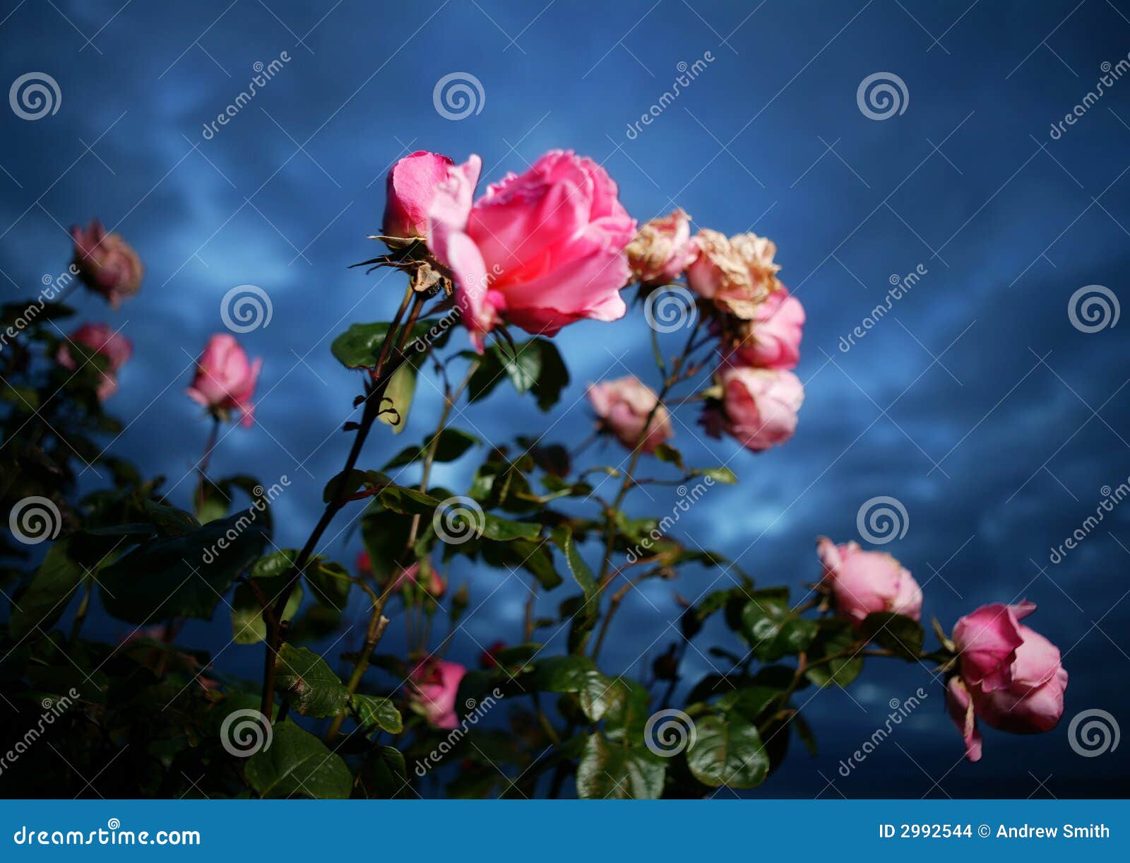 Pink Roses and Dark Blue Sky Stock Photo - Image of blue, flower: 2992544