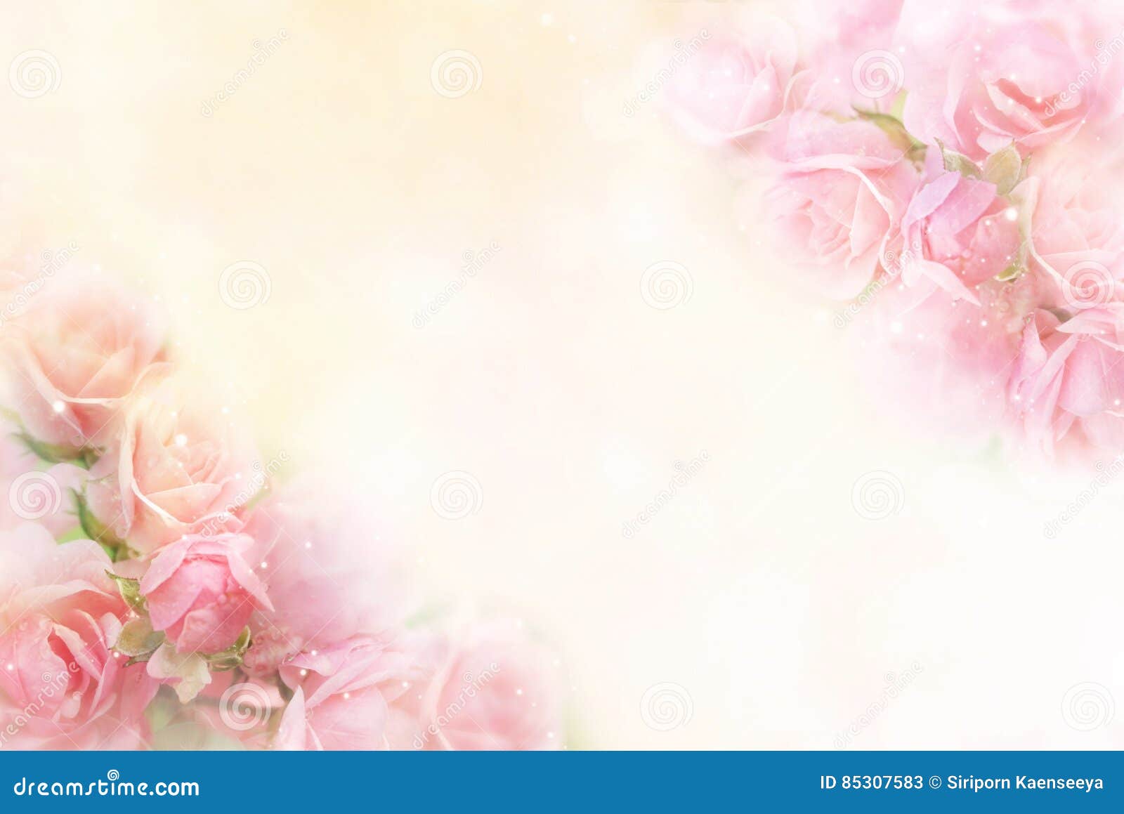 pink roses flower border soft background for valentine