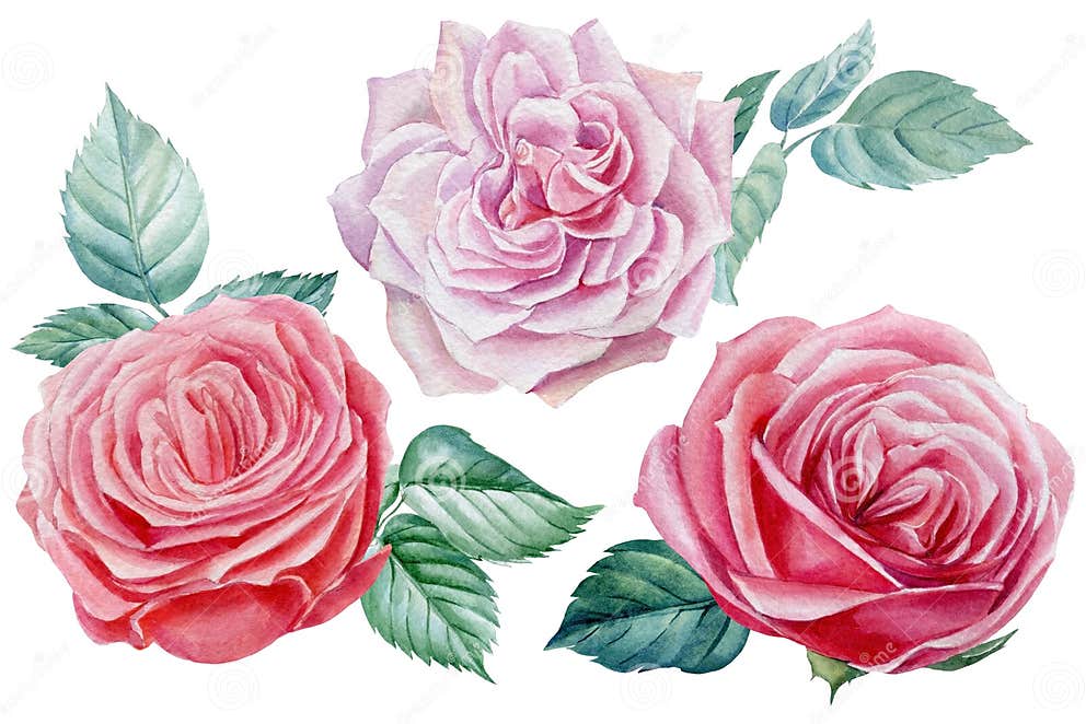 Pink Roses, Flowers and Leaves on an Isolated White Background ...