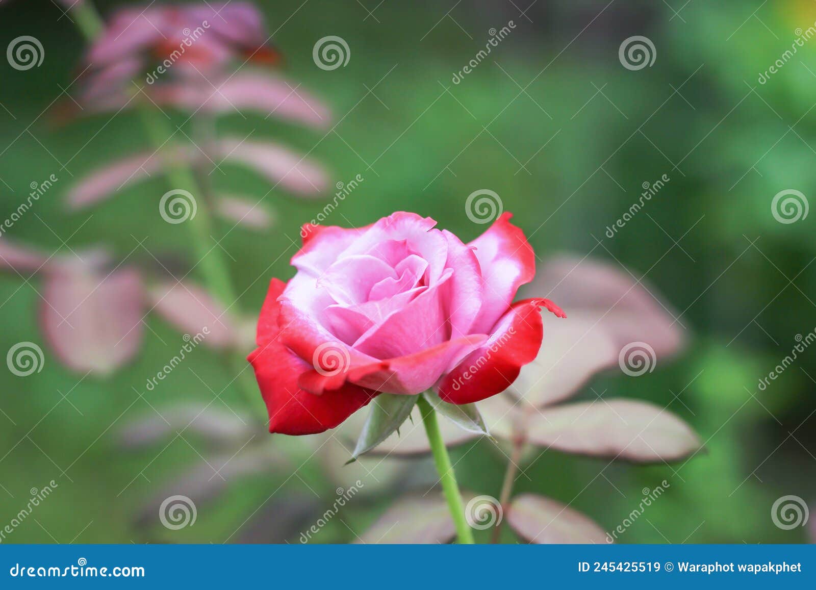 Pink Roses with Green Nature Background Stock Image Image of elegant