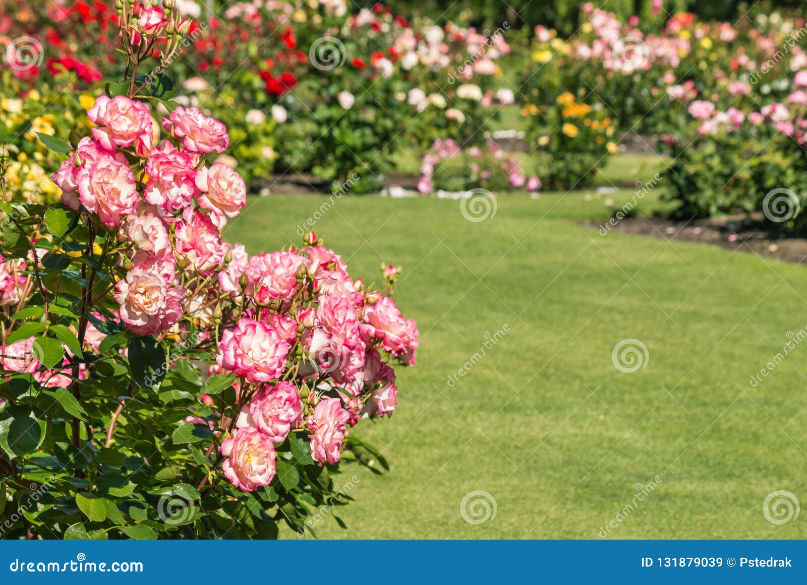 Pink Roses Growing In Rose Garden With Copy Space On Right Stock