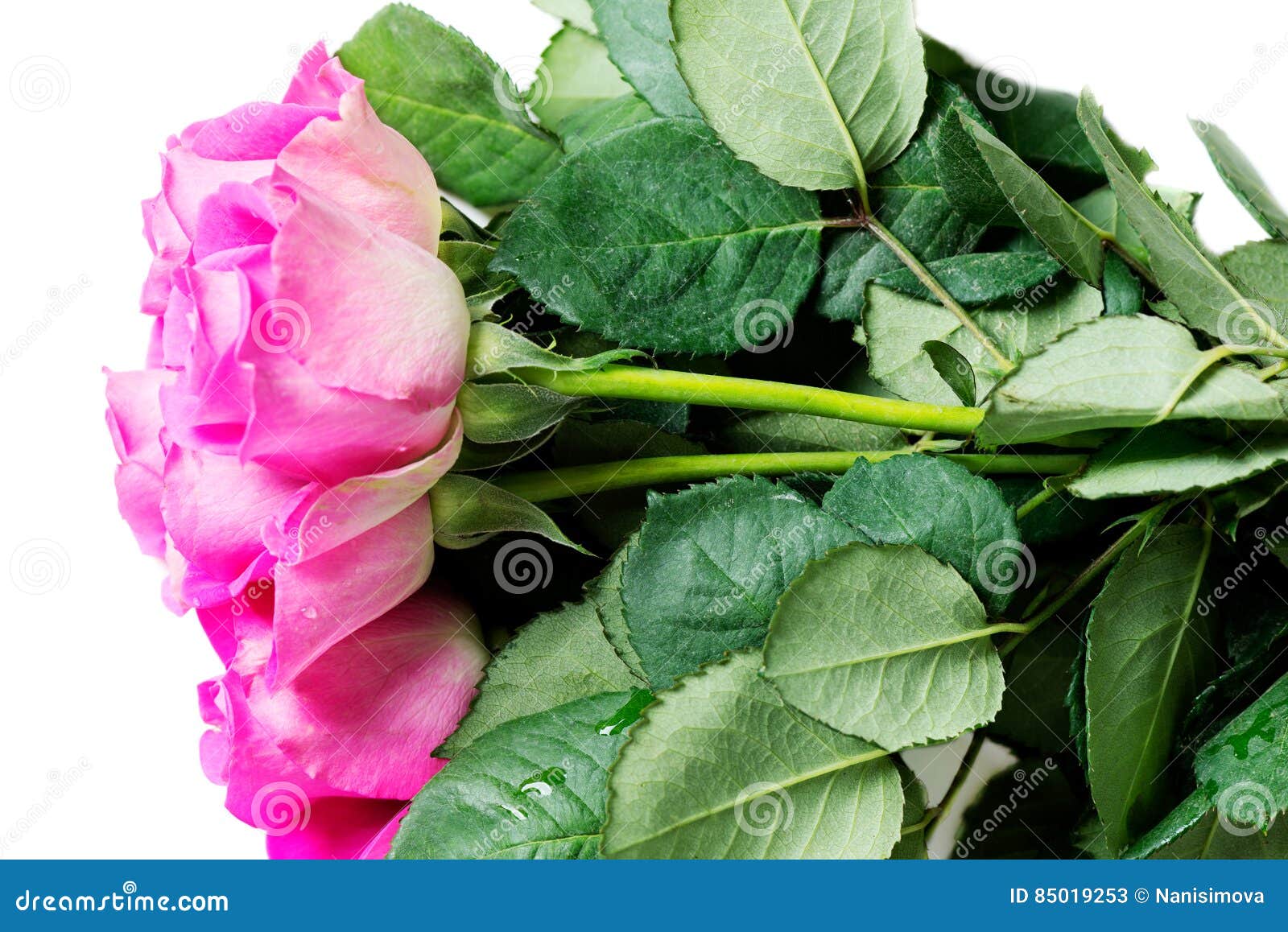 Pink roses isolated on white background