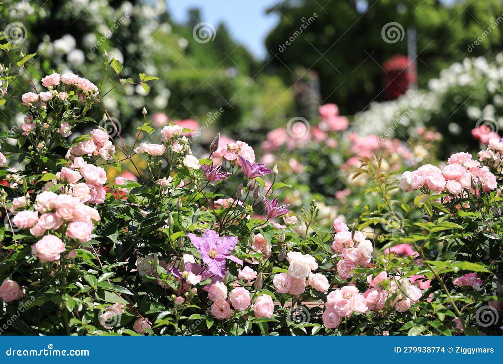 Pink roses in Japan stock photo. Image of flower, green 279938774