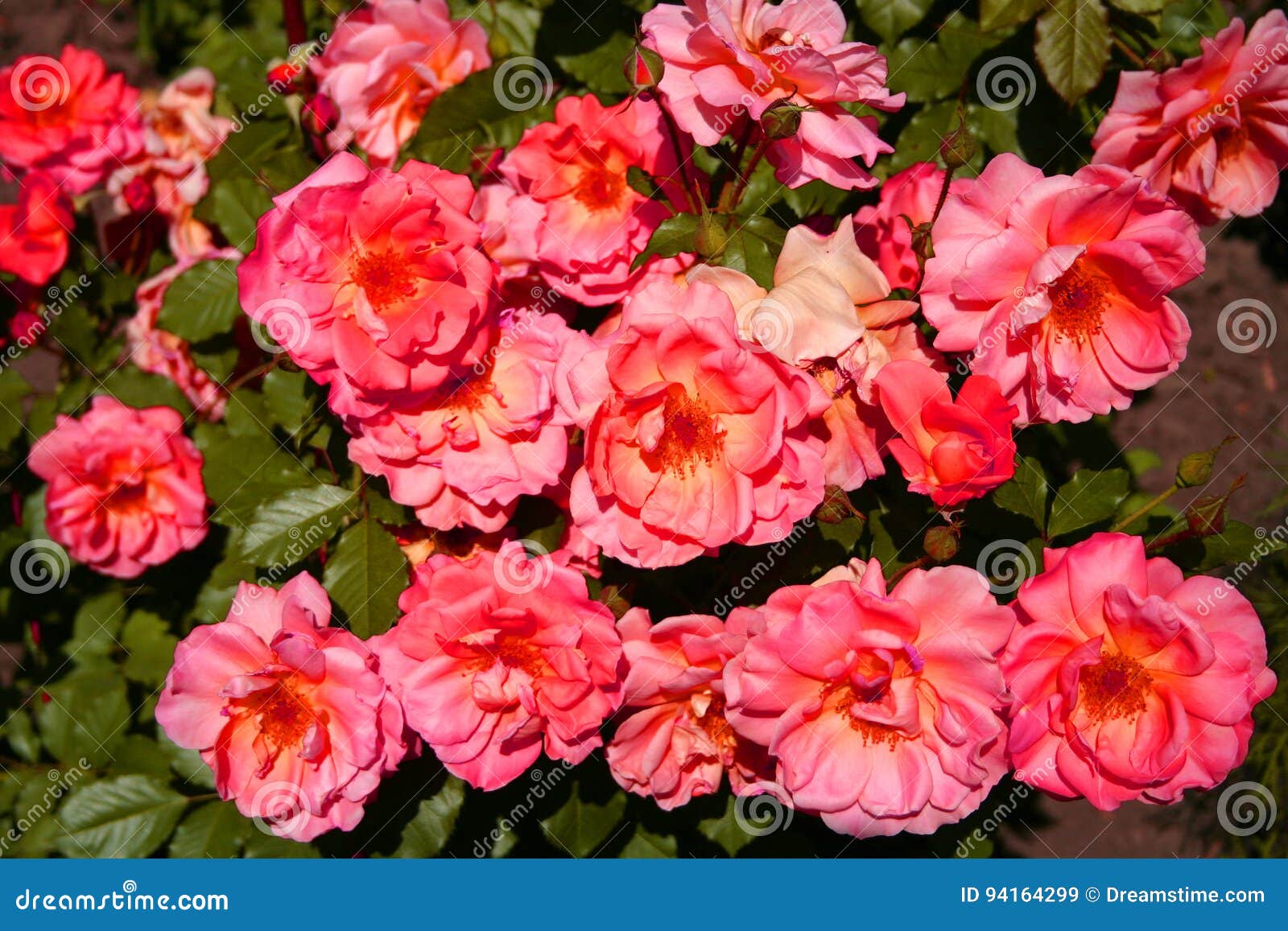 Pink roses stock image. Image of kings, forms, gardens 94164299