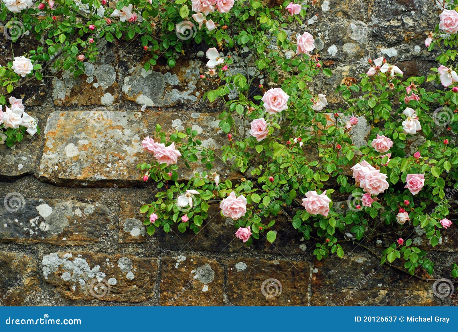Pink Roses on an Old Stone Wall Stock Image Image of blossom, bloom