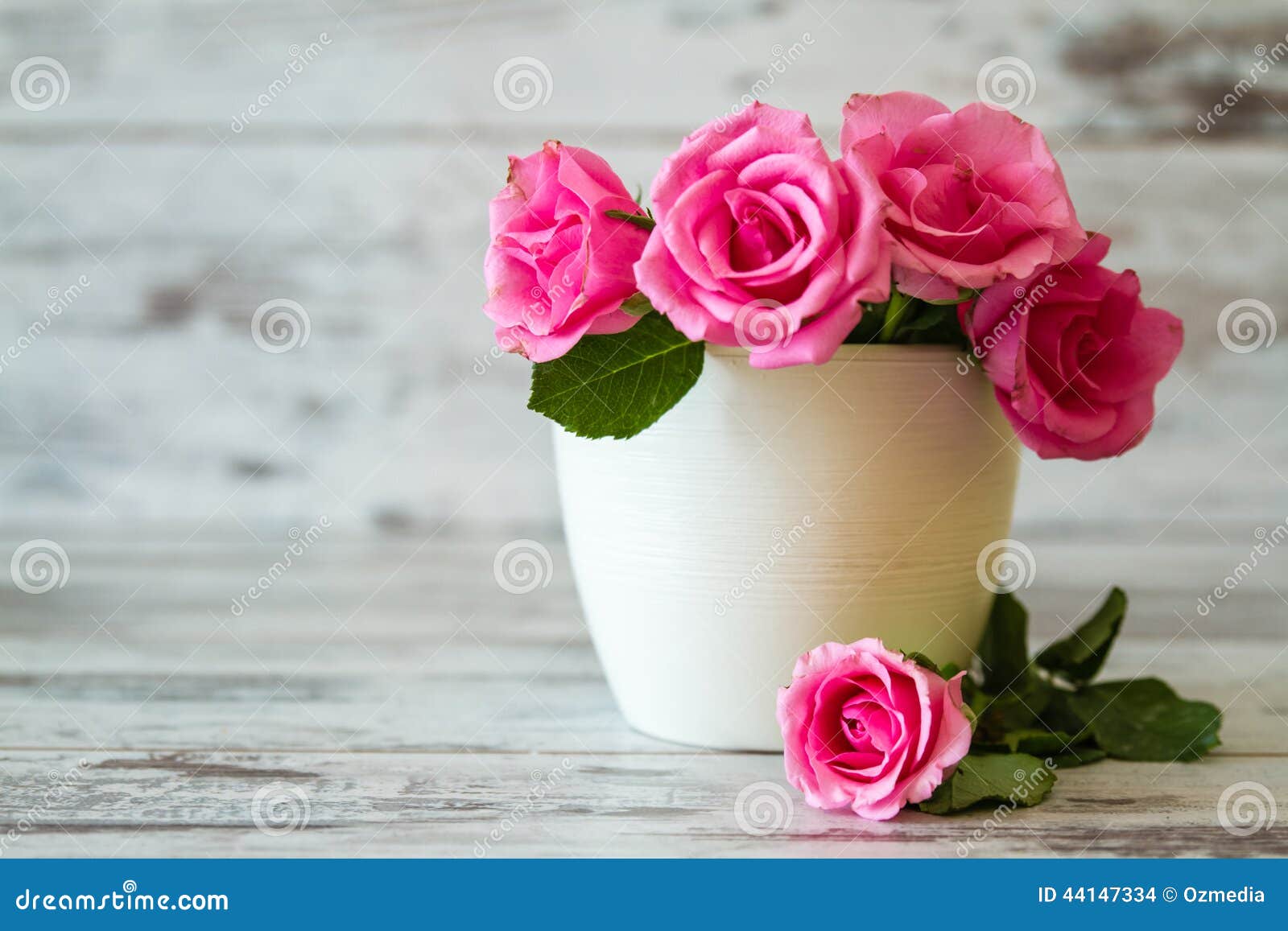 Pink Roses in a Pot stock photo. Image of bunch, background 44147334