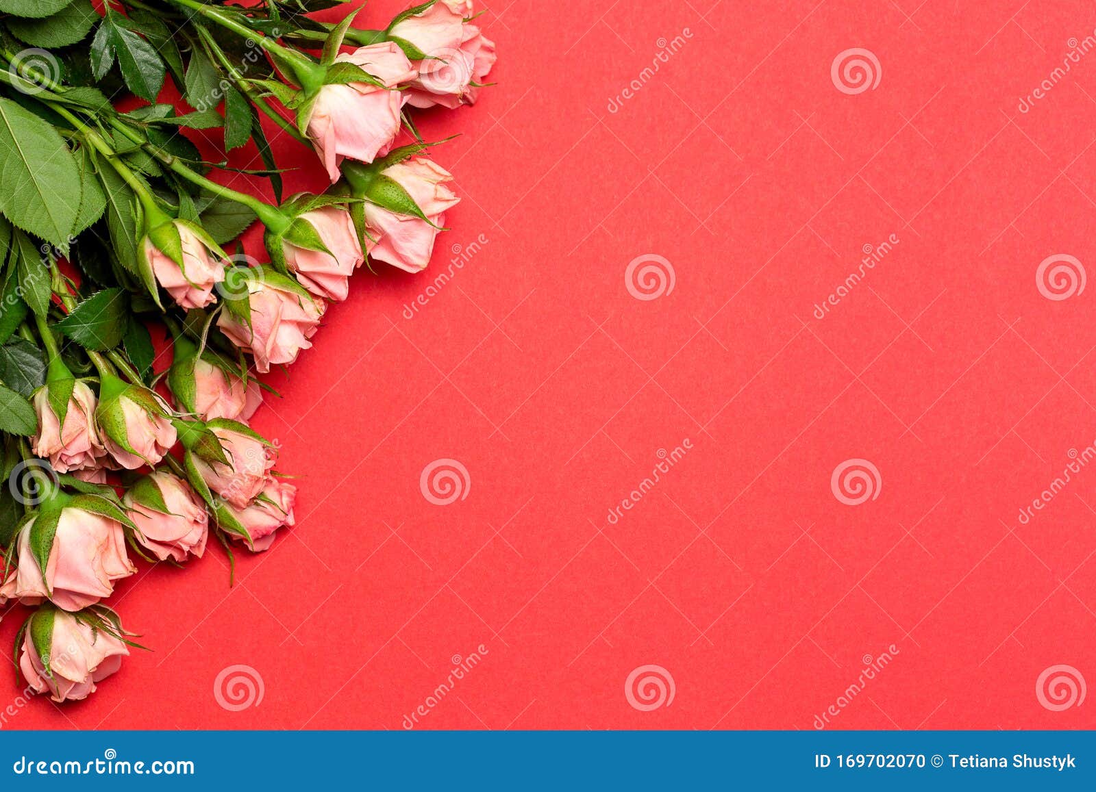 pink roses on red background, valentines day background, cpoy space, top view