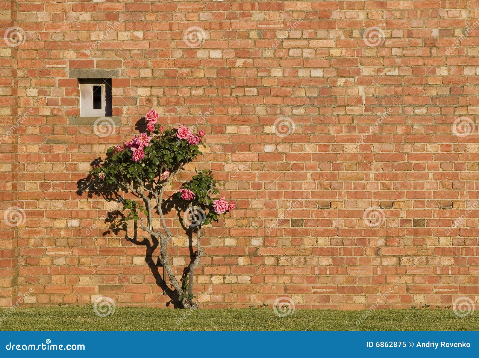 Pink Roses and Red Brick Wall Stock Image Image of background, garden