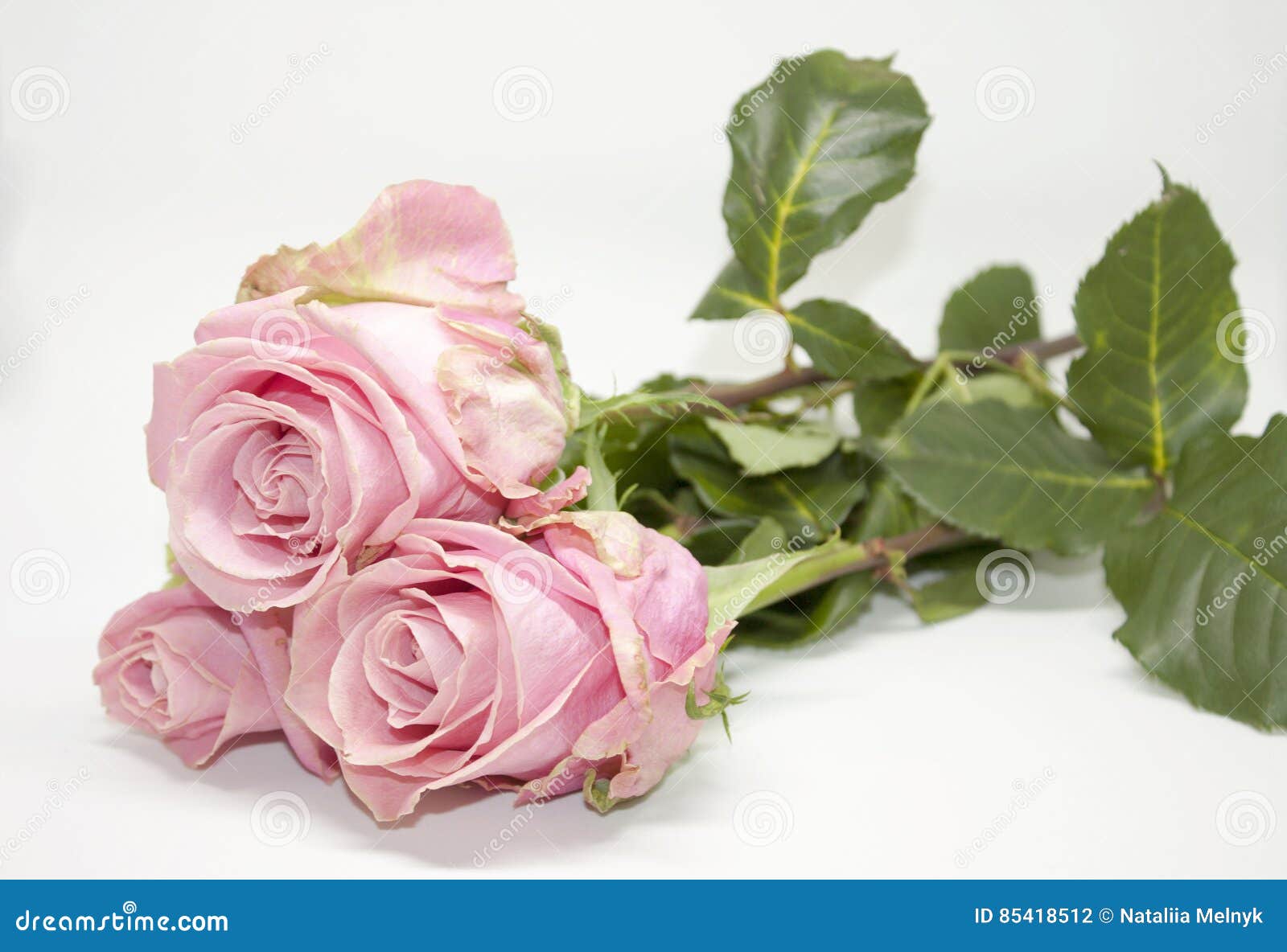 Pink Roses. Romantic Gift stock photo. Image of bloom 85418512