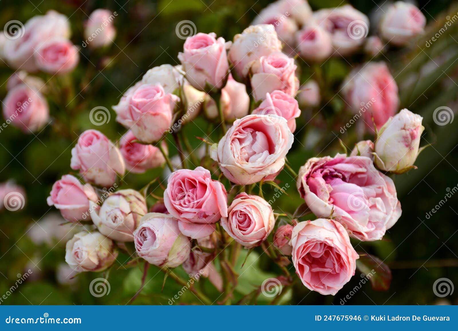 pink roses on a rosebush in a garden