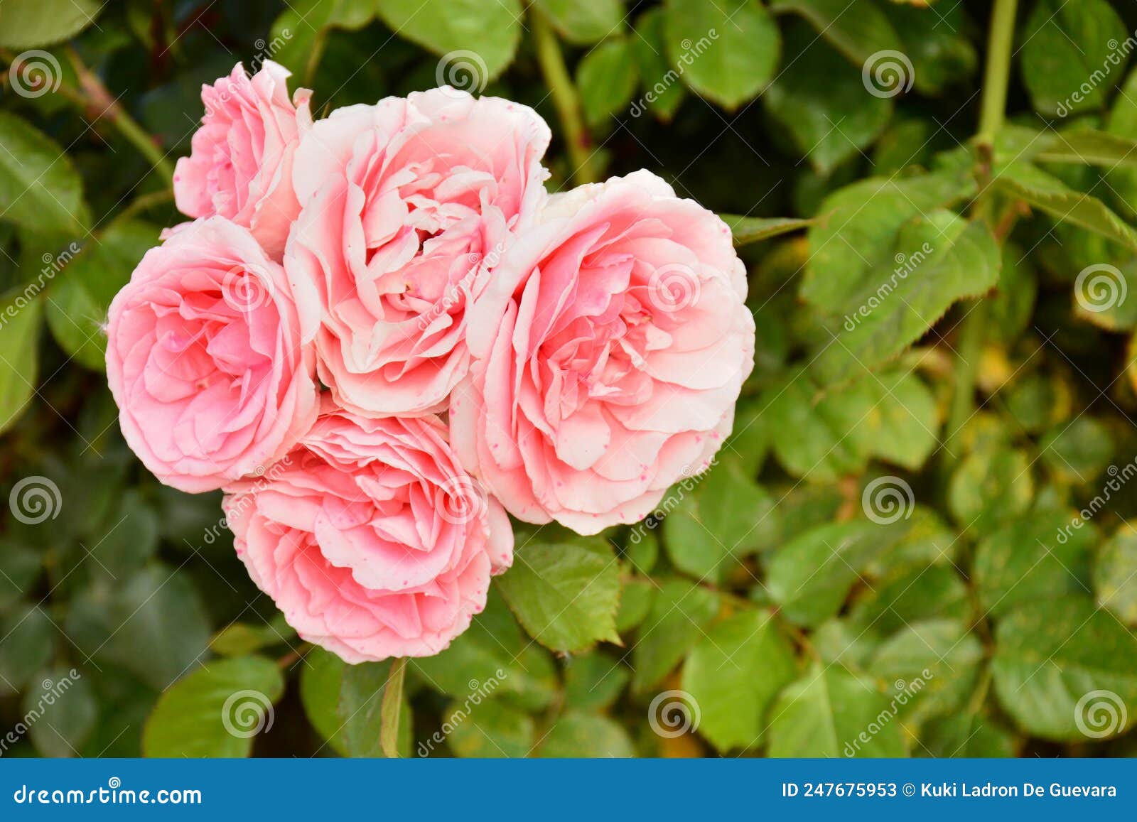 pink roses on a rosebush in a garden